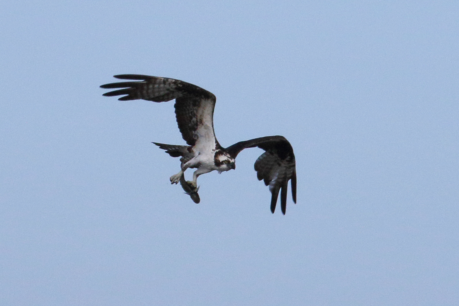 balbuzard_pecheur_-_pandion_haliaetus6md