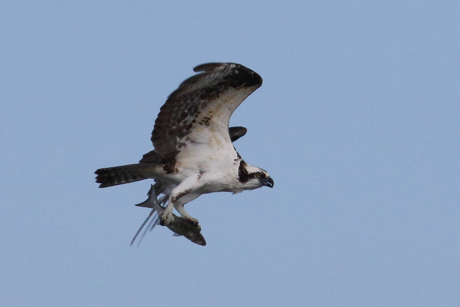 balbuzard_pecheur_-_pandion_haliaetus7md