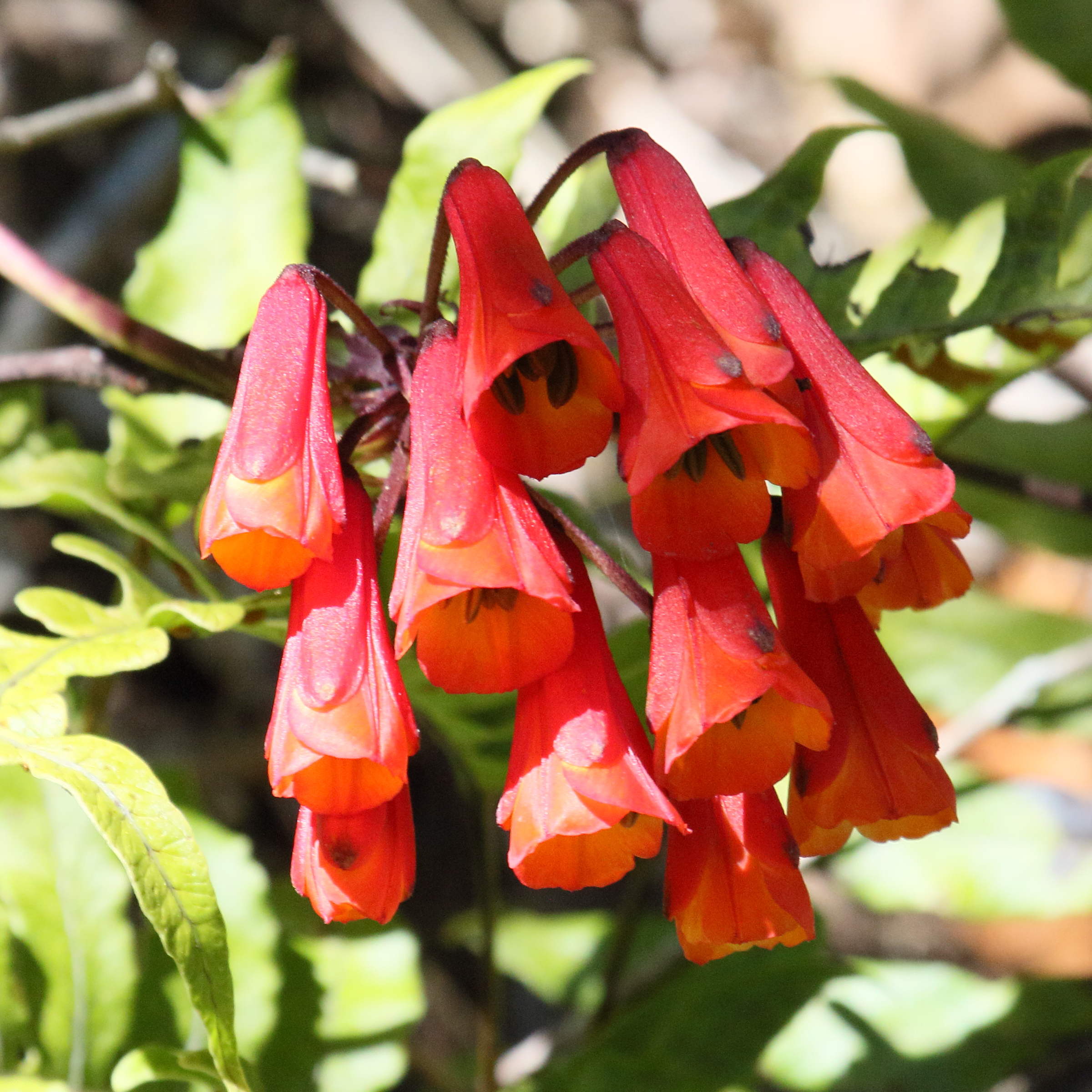 bomarea_acutifolia4md