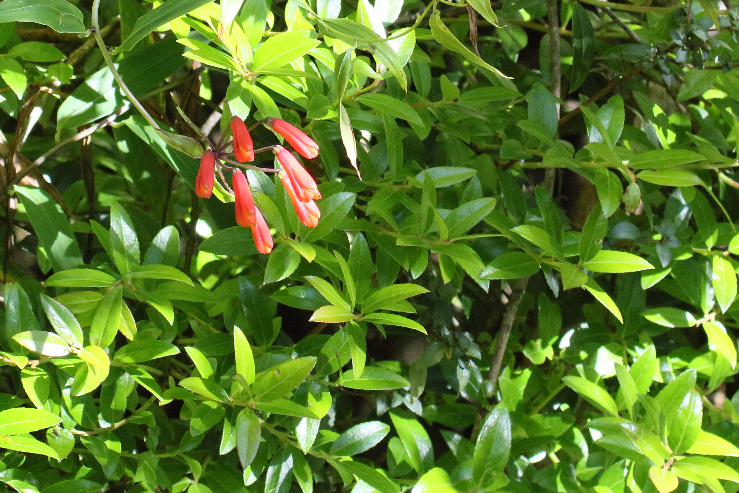 bomarea_acutifolia5md