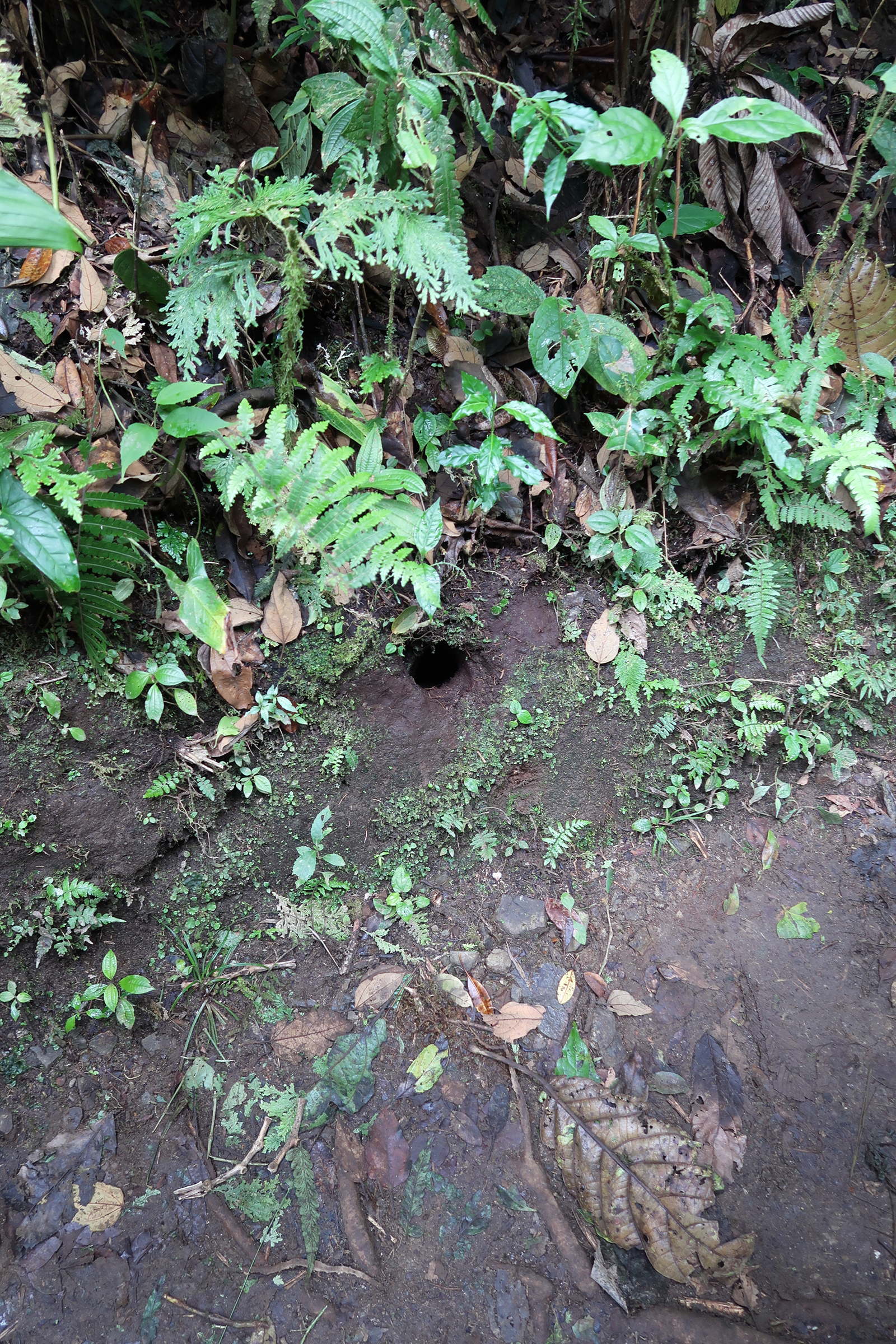 brachypelma_smithi_terrier1md