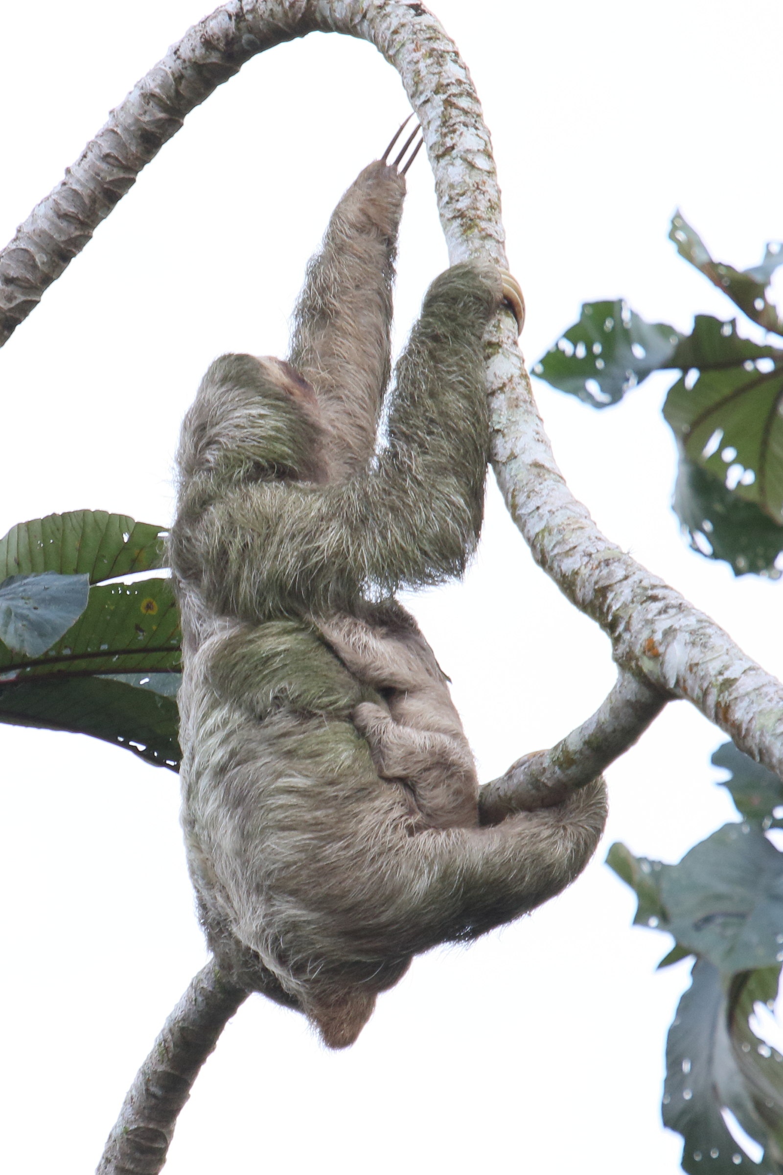 bradypus_variegatus6md