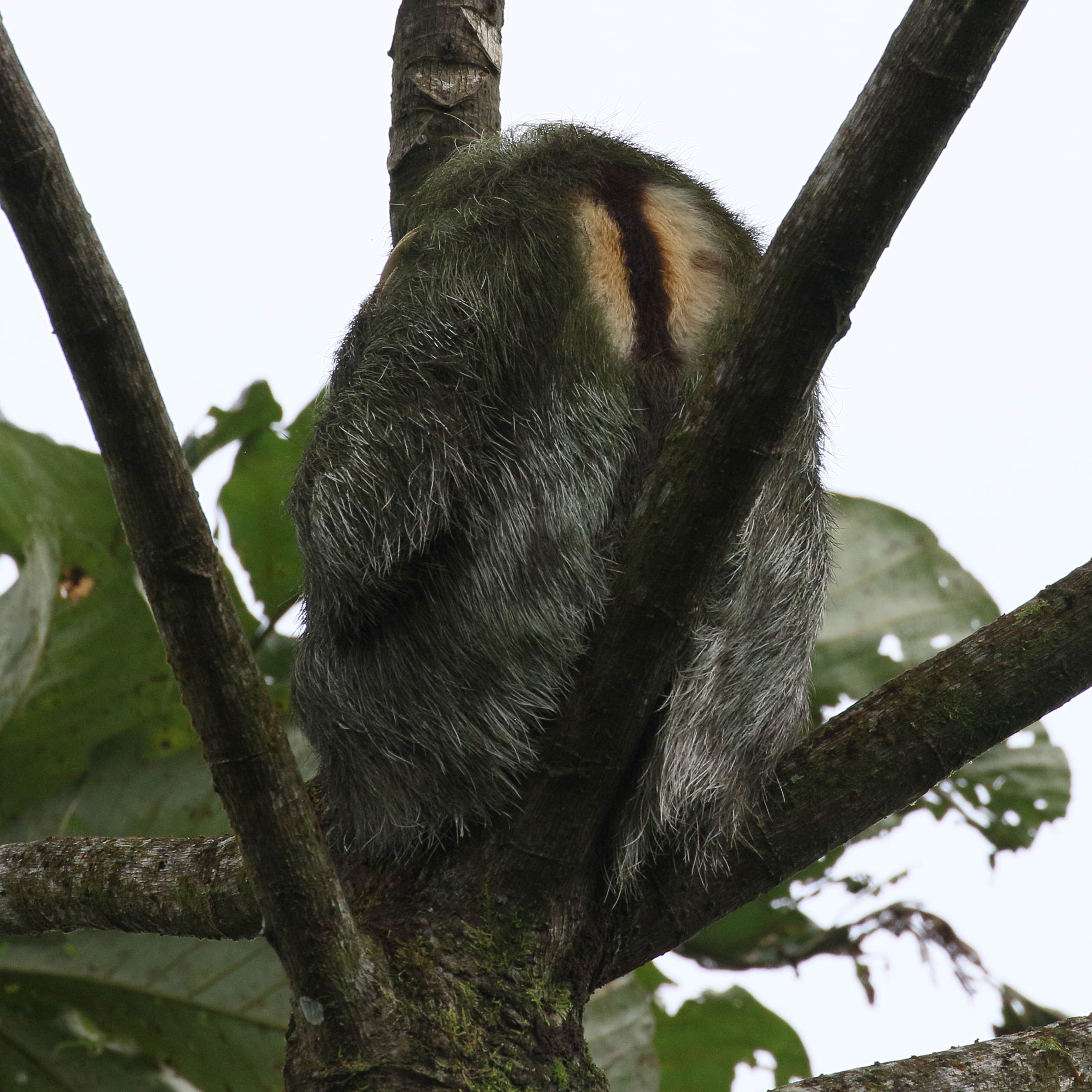 bradypus_variegatus8bd