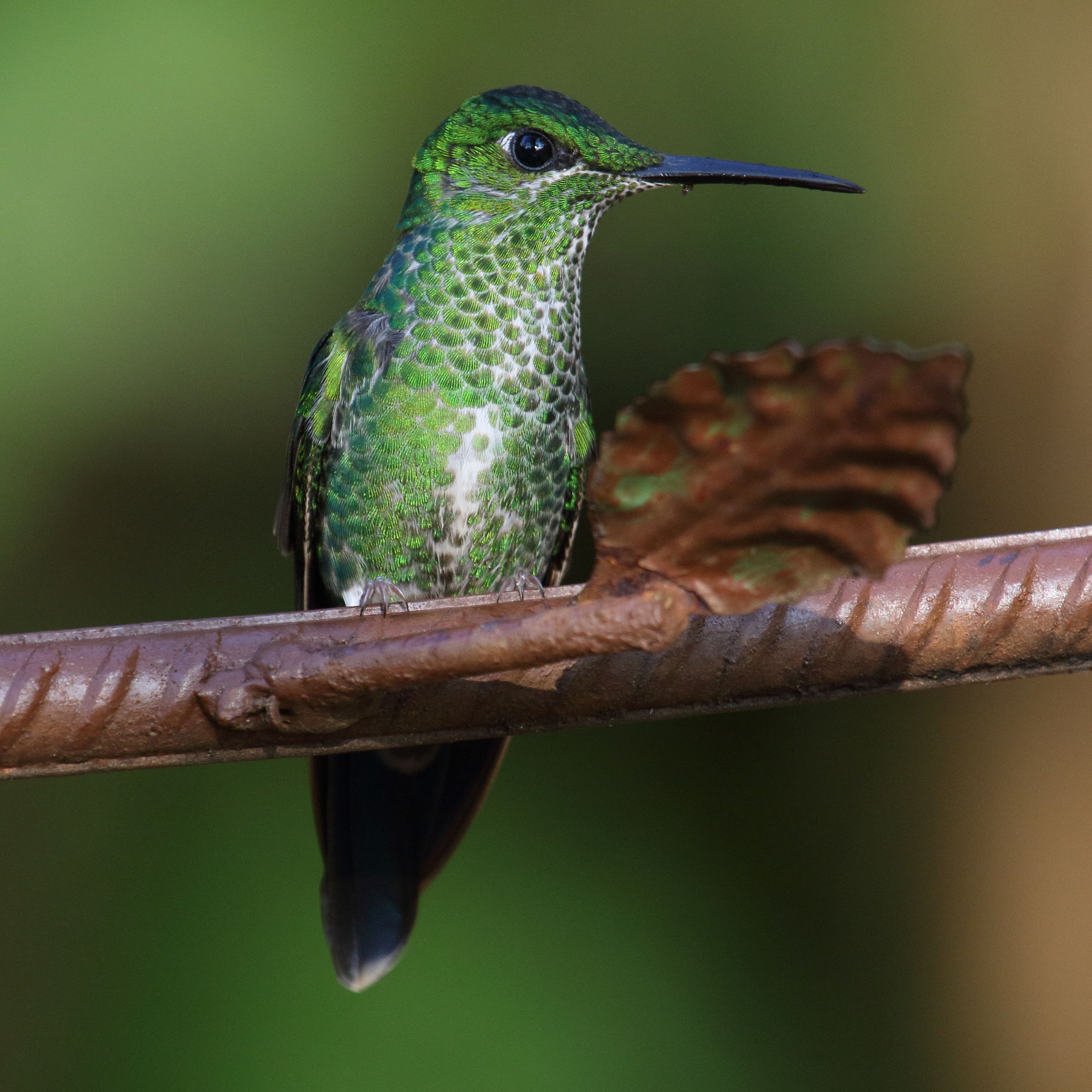 brillant_fer-de-lance_-_heliodoxa_jacula3md