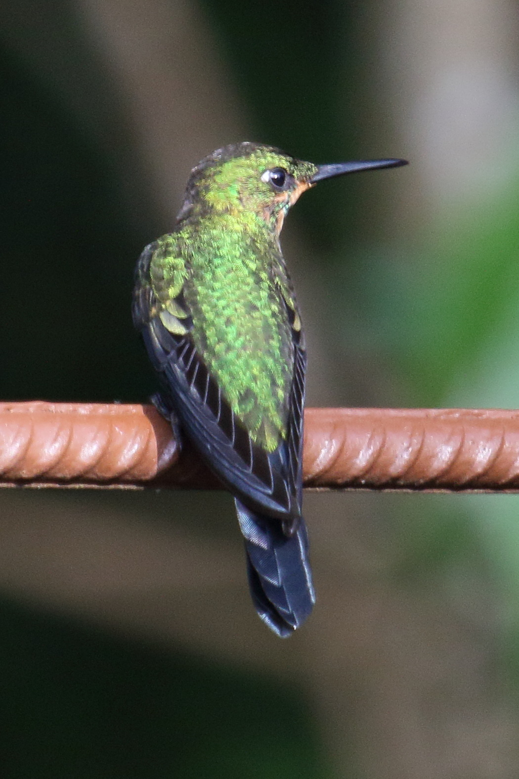 brillant_fer-de-lance_-_heliodoxa_jacula4md