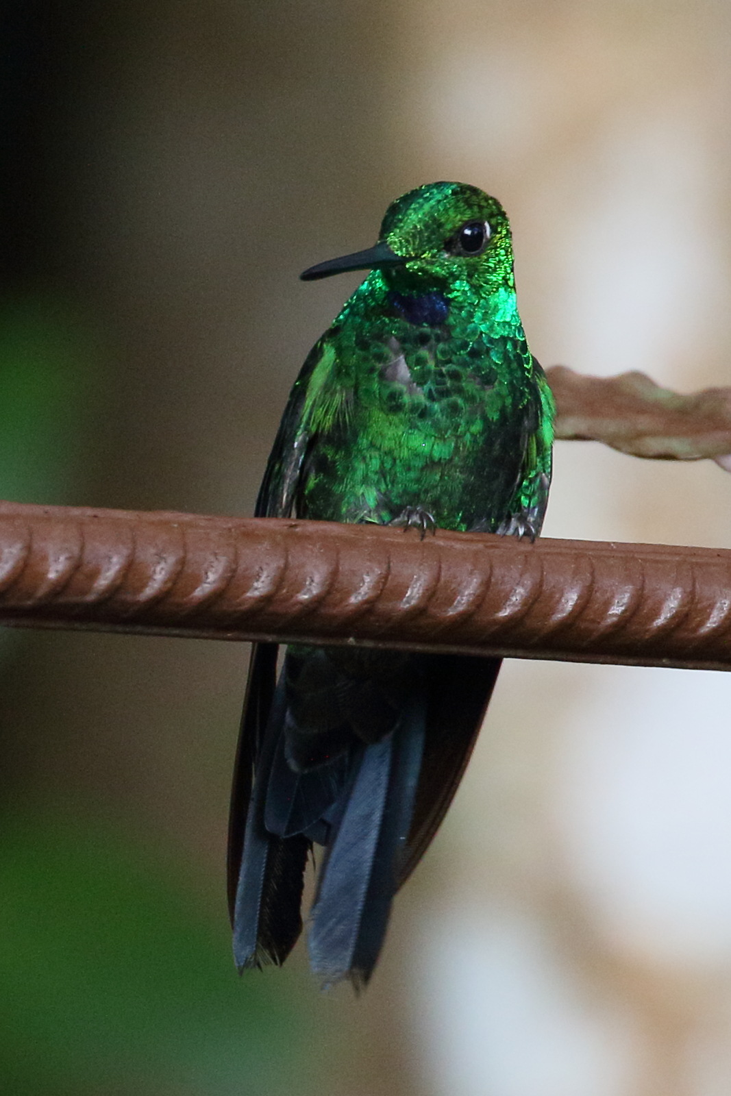 brillant_fer-de-lance_-_heliodoxa_jacula5bd