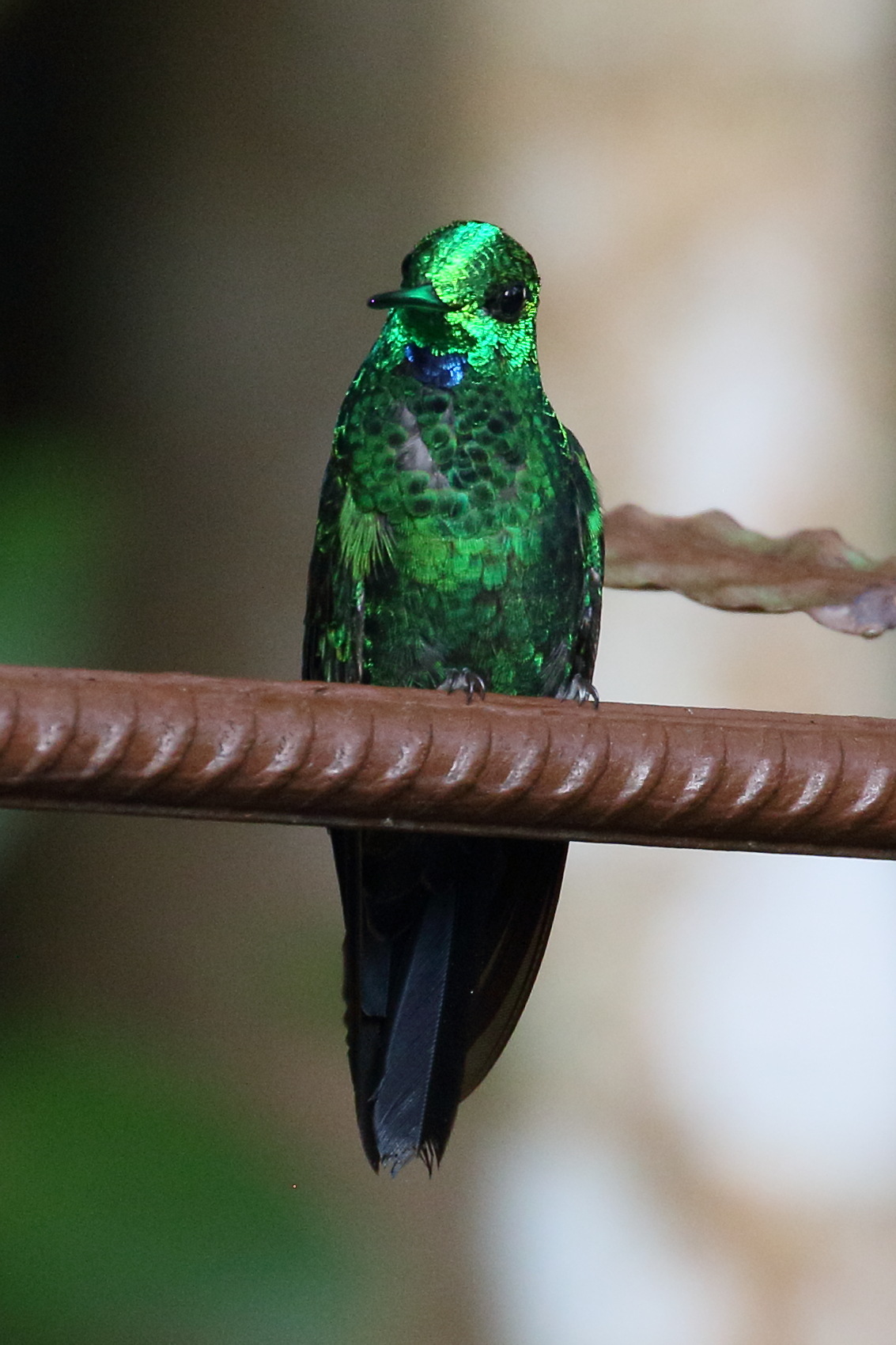 brillant_fer-de-lance_-_heliodoxa_jacula6bd