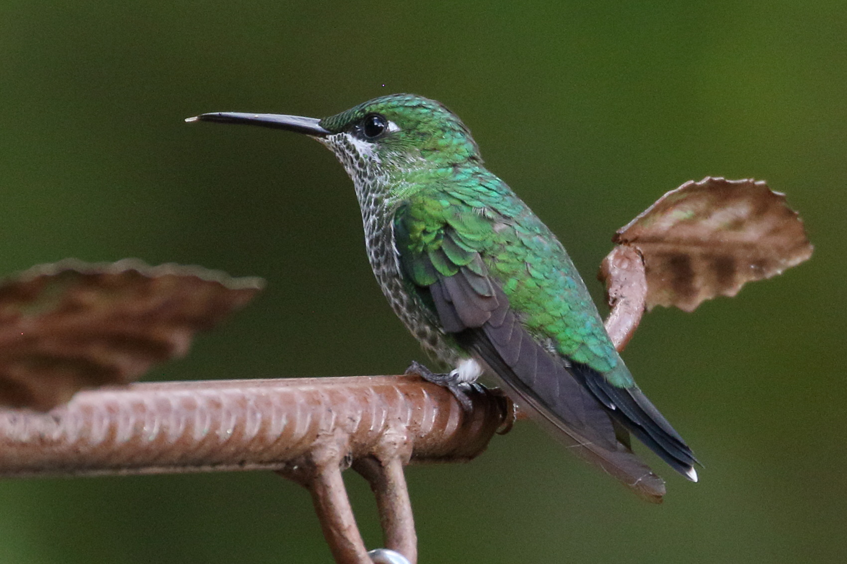 brillant_fer-de-lance_-_heliodoxa_jacula7bd
