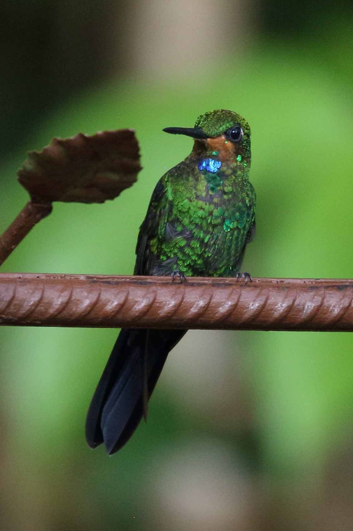 brillant_fer-de-lance_-_heliodoxa_jacula8bd