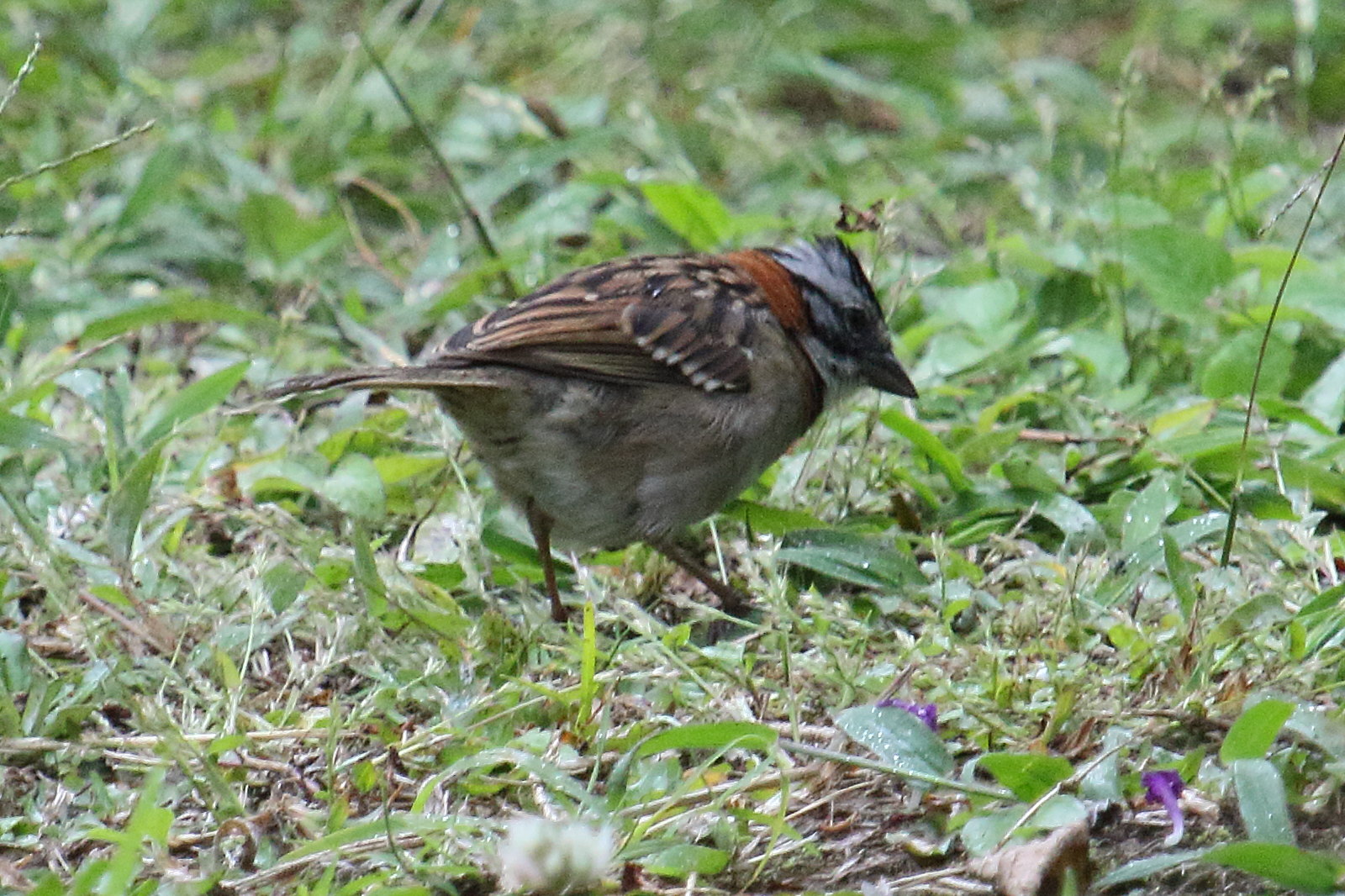 bruant_chingolo_-_zonotrichia_capensis4md