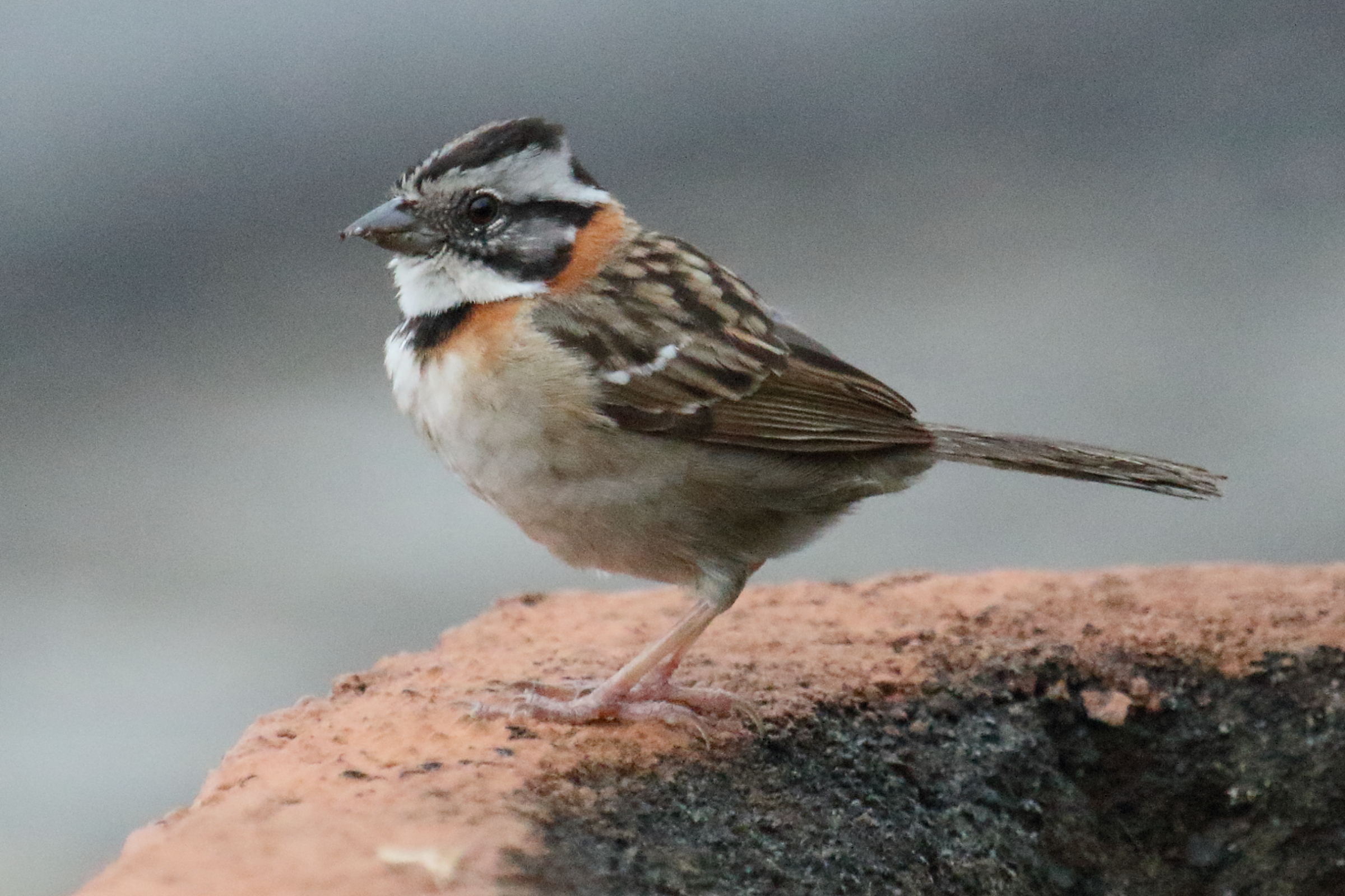 bruant_chingolo_-_zonotrichia_capensis5md