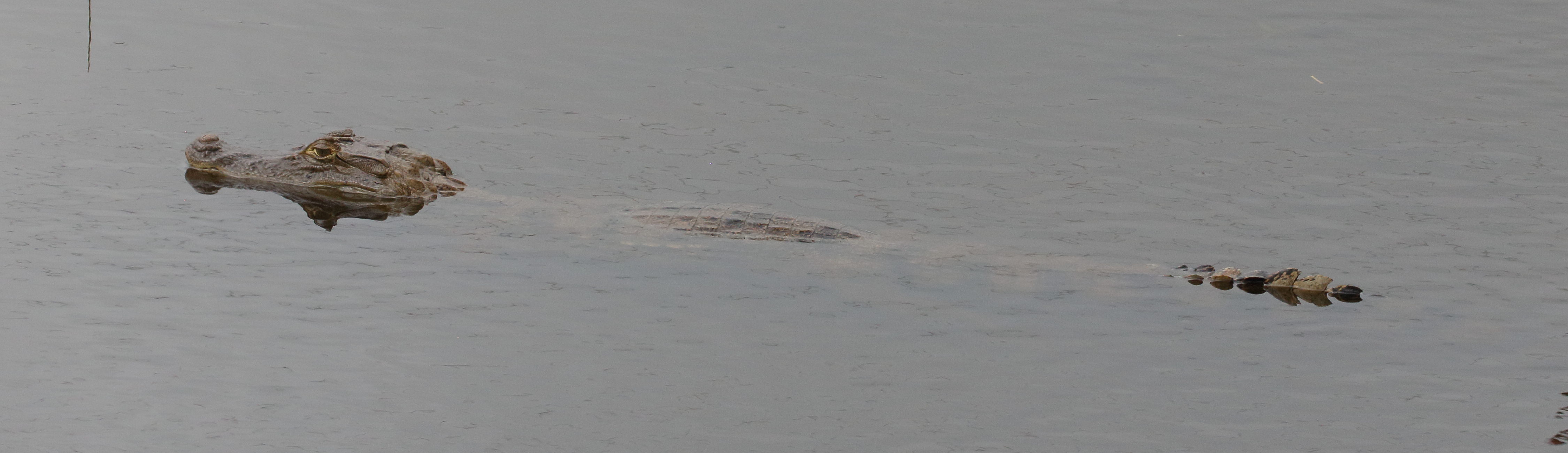 Afficher le média caiman_crocodilus9bd caiman_crocodilus9bd