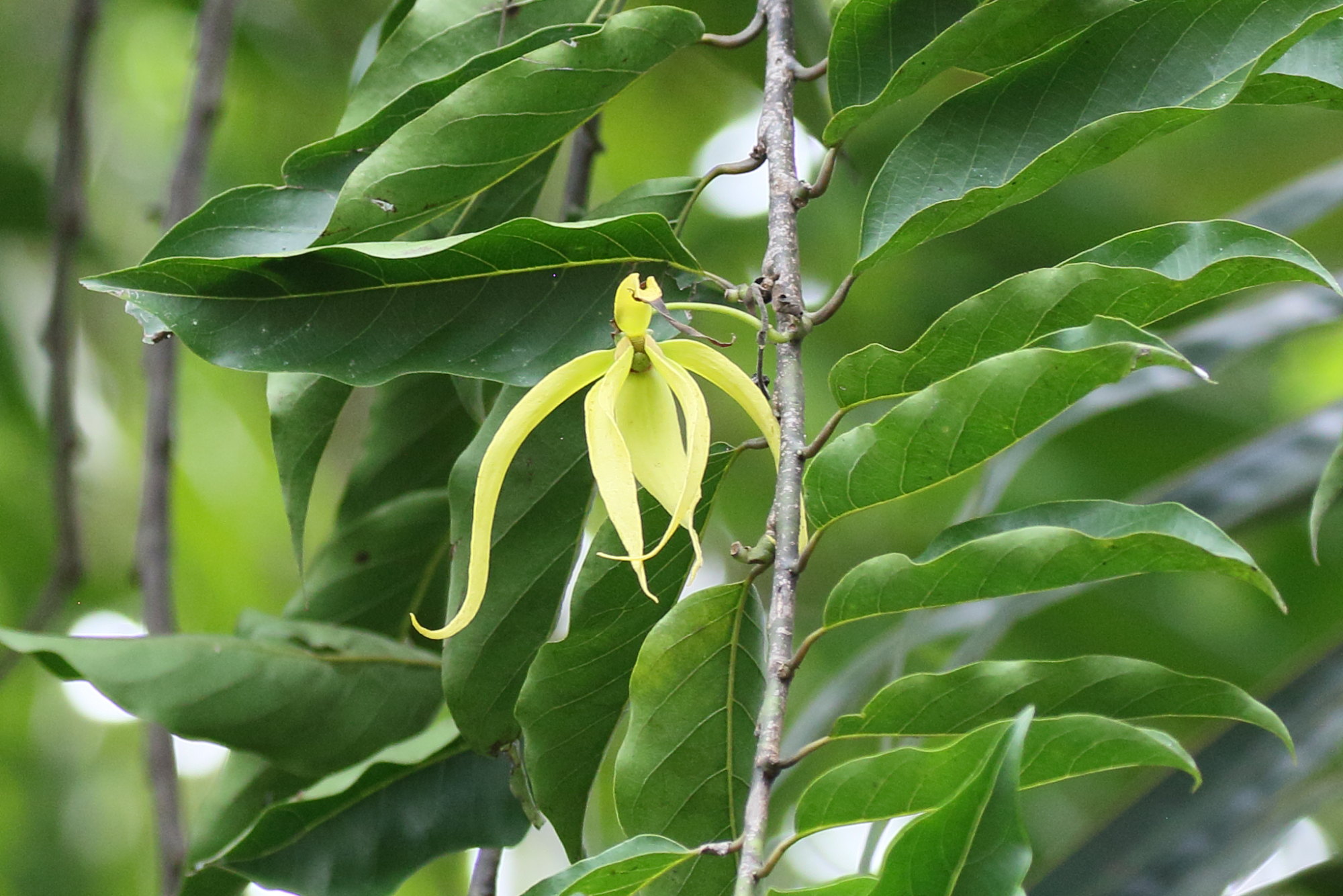 Afficher le média cananga_odorata7bd cananga_odorata7bd