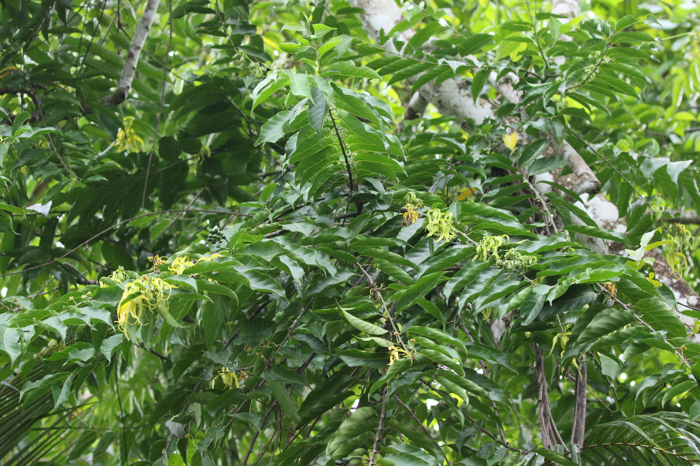 Afficher le média cananga_odorata8bd cananga_odorata8bd