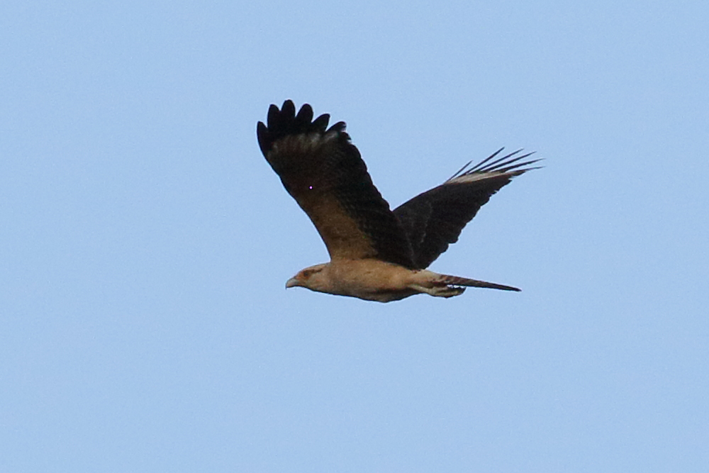 caracara_a_tete_jaune_-_milvago_chimachima5bd