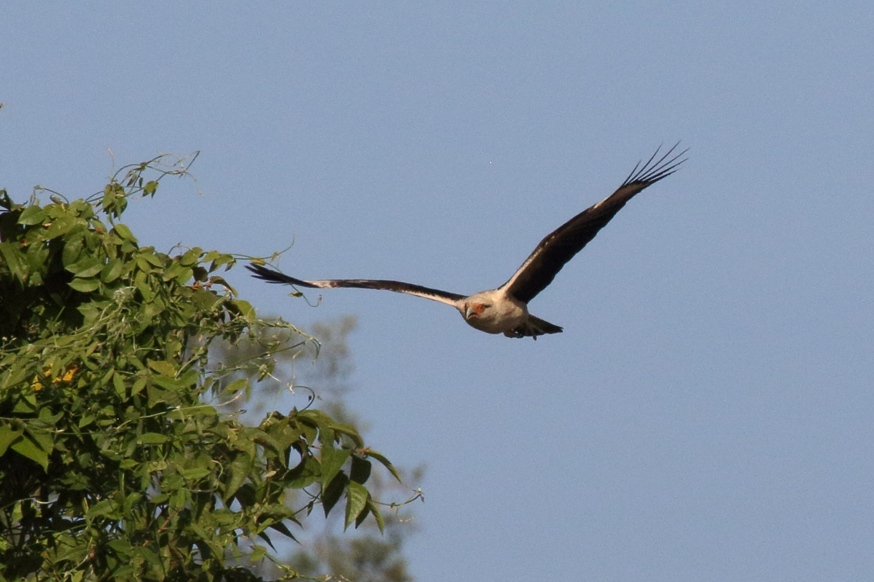 caracara_a_tete_jaune_-_milvago_chimachima6bd