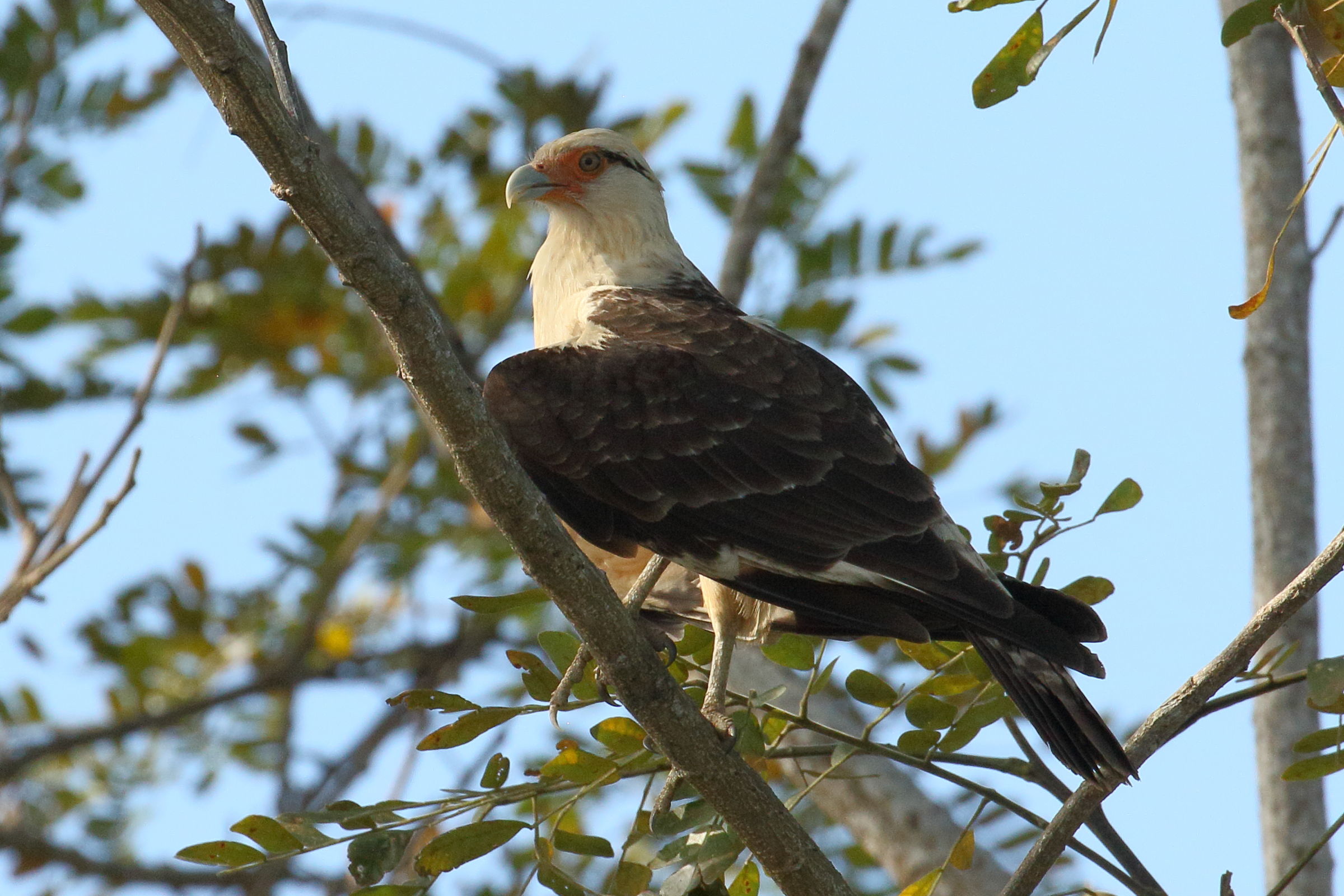 caracara_a_tete_jaune_-_milvago_chimachima7bd