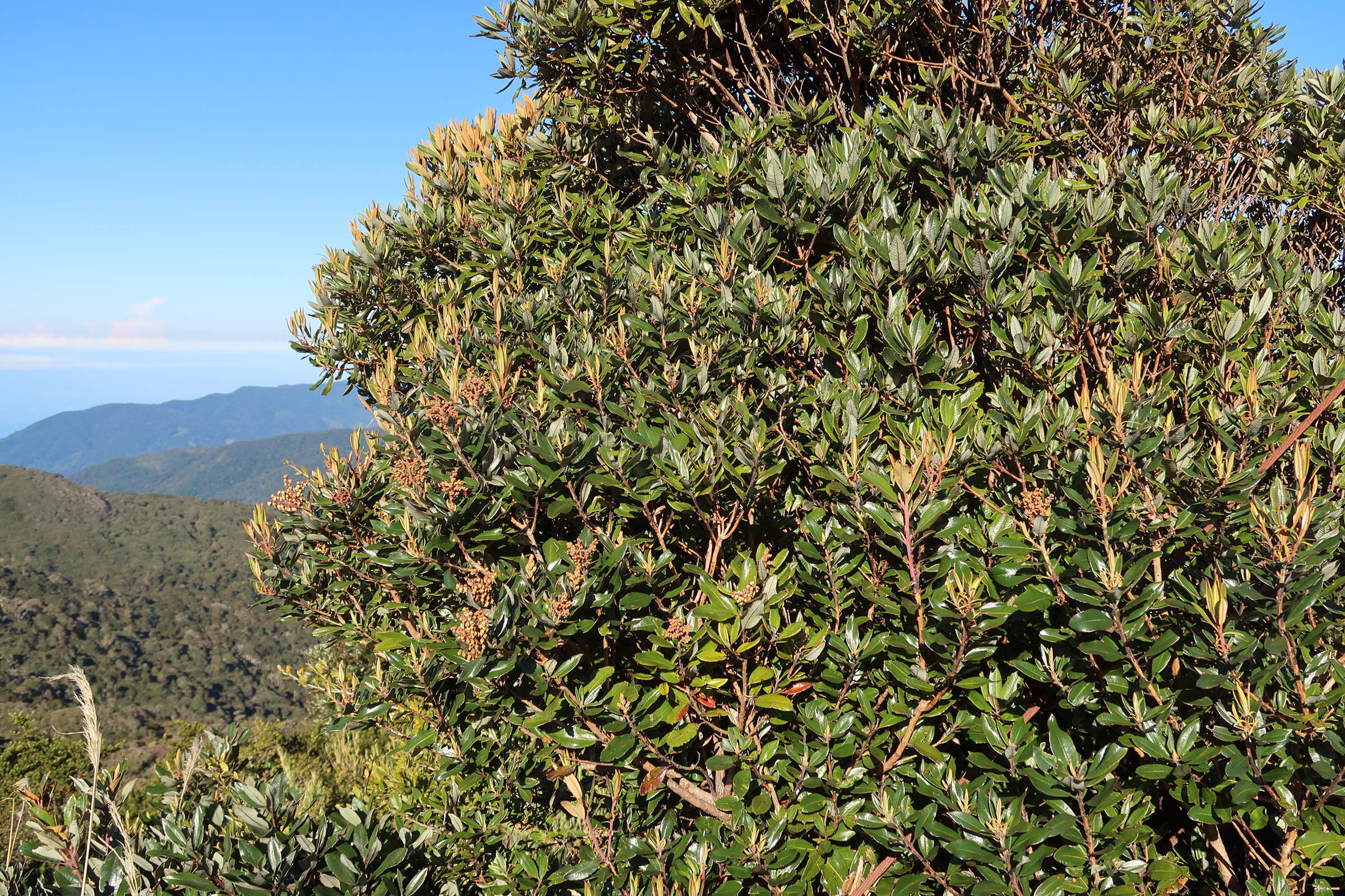 Afficher le média comarostaphyllis_arbutoides1md comarostaphyllis_arbutoides1md