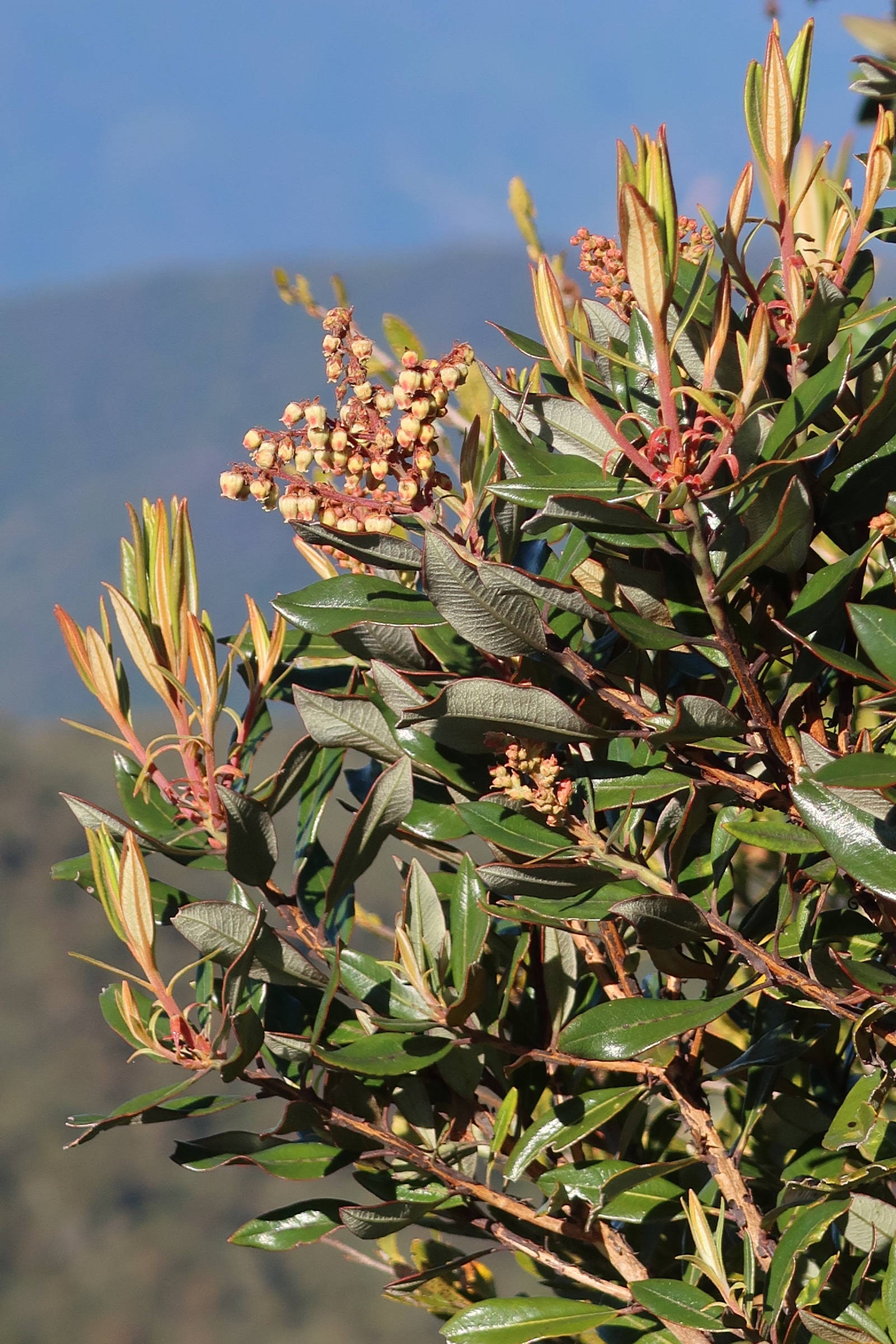 Afficher le média comarostaphyllis_arbutoides2md comarostaphyllis_arbutoides2md