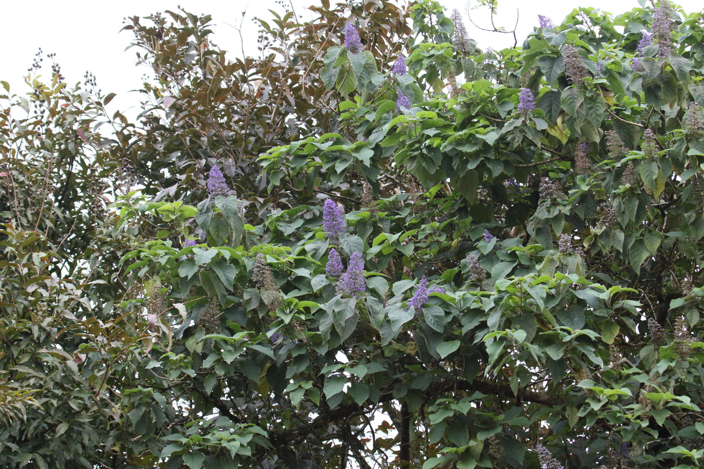 cornutia_pyramidata1md