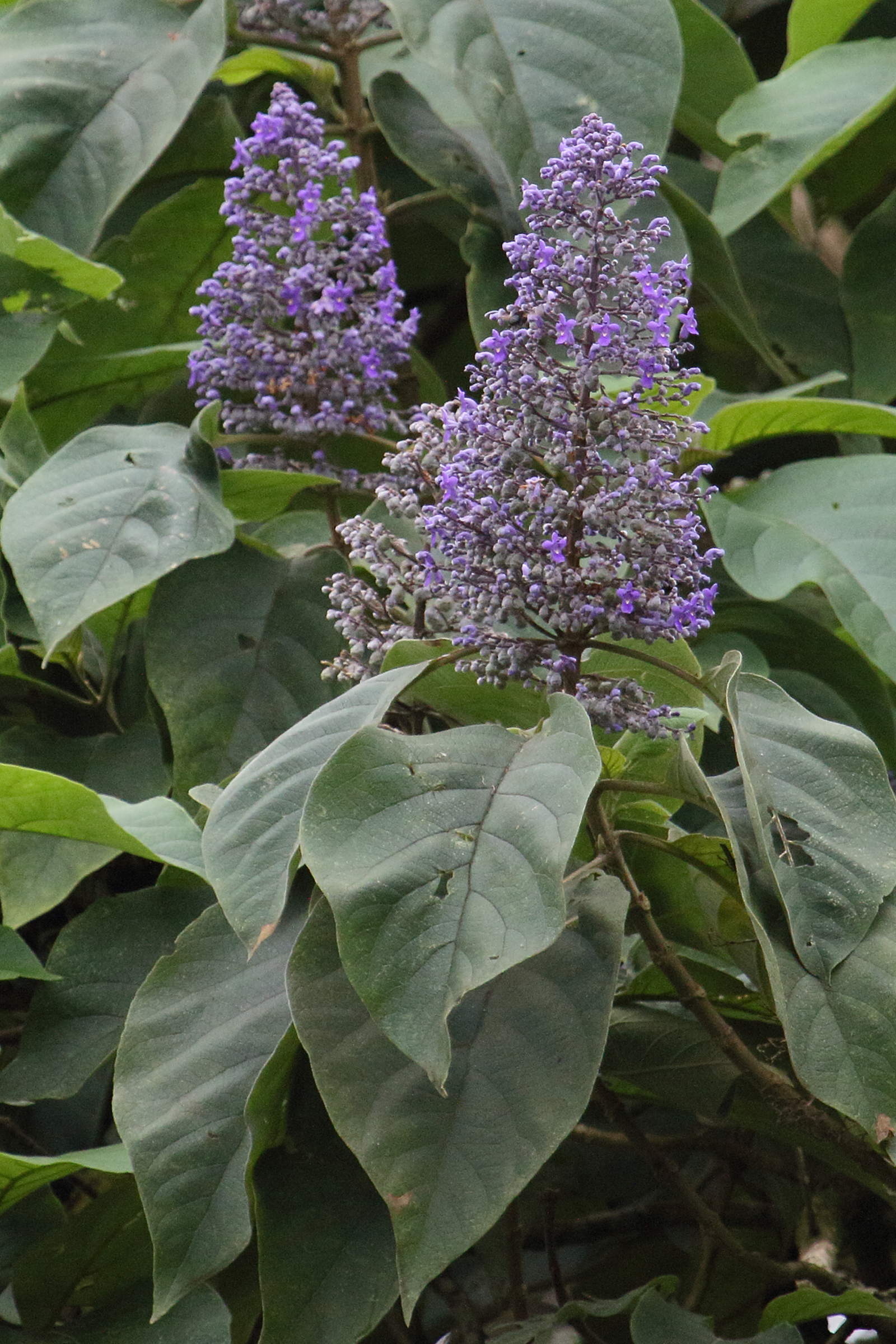 cornutia_pyramidata2md