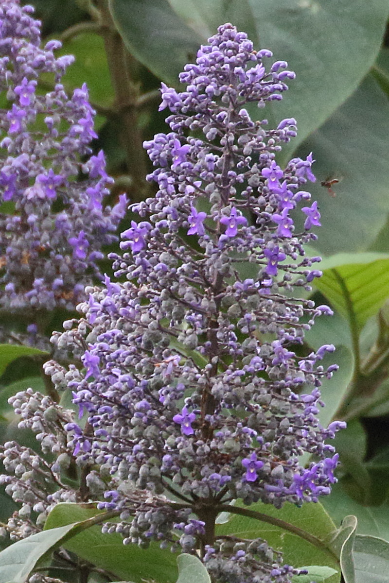 cornutia_pyramidata3bd