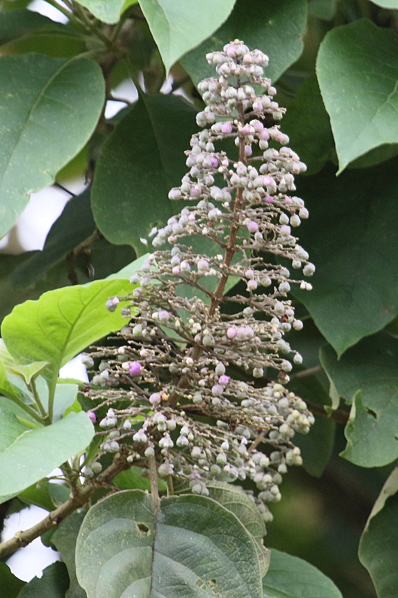 cornutia_pyramidata4md