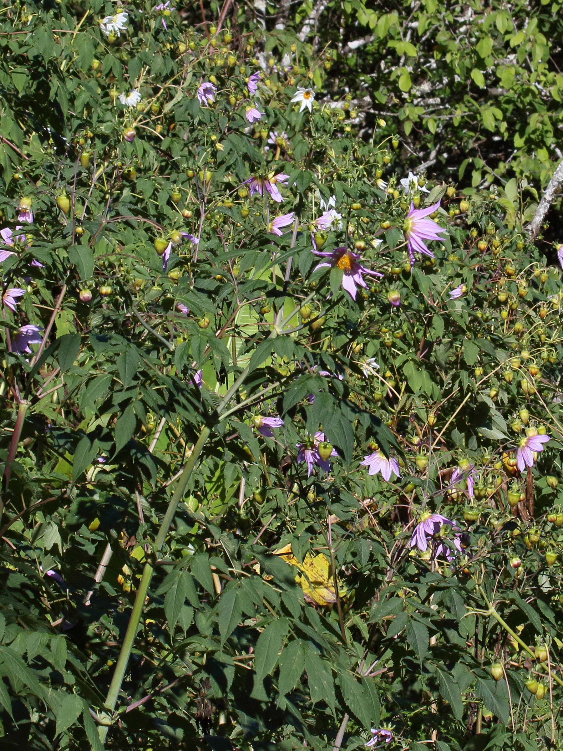 dahlia_imperialis1md