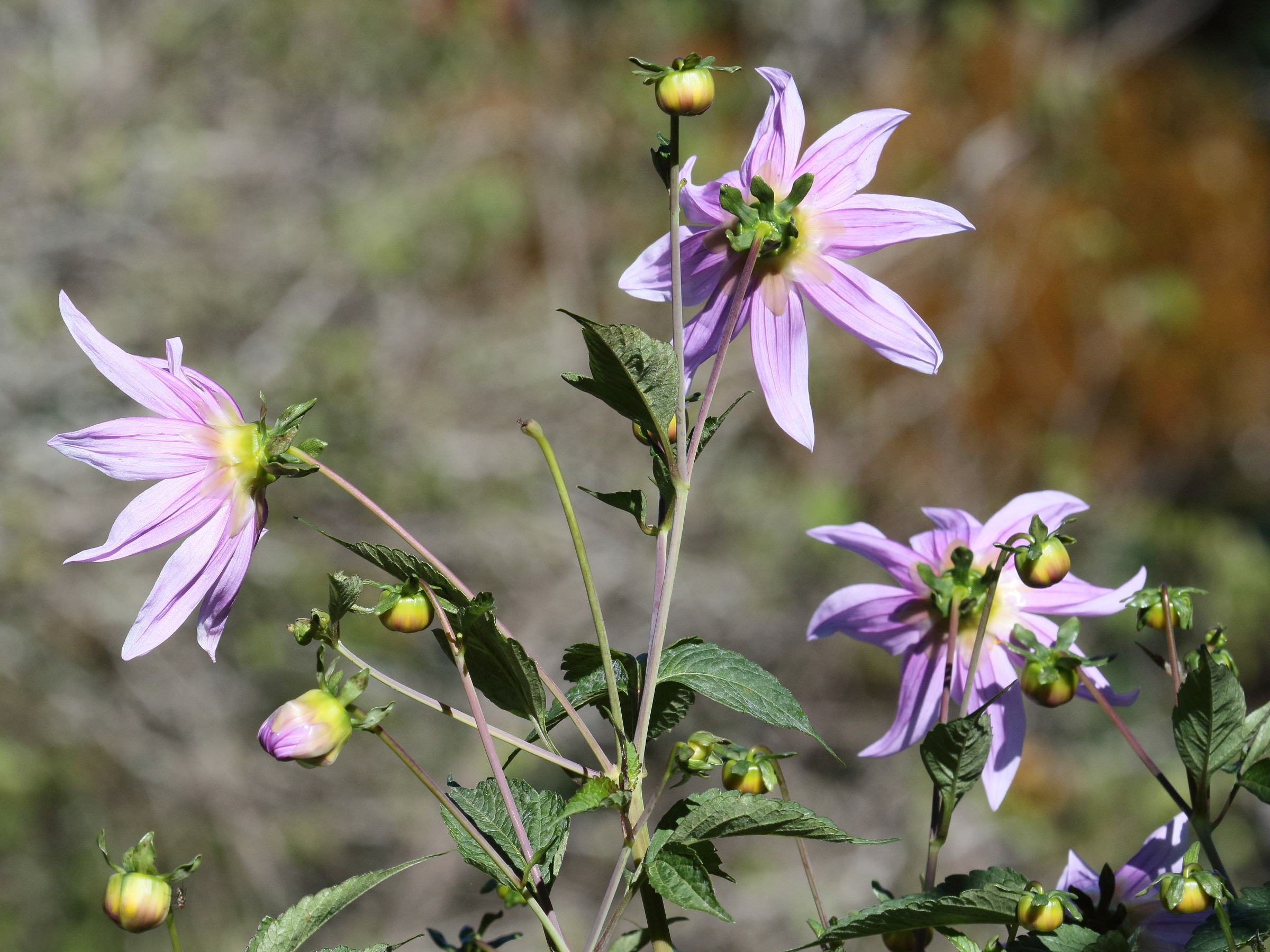 dahlia_imperialis2md