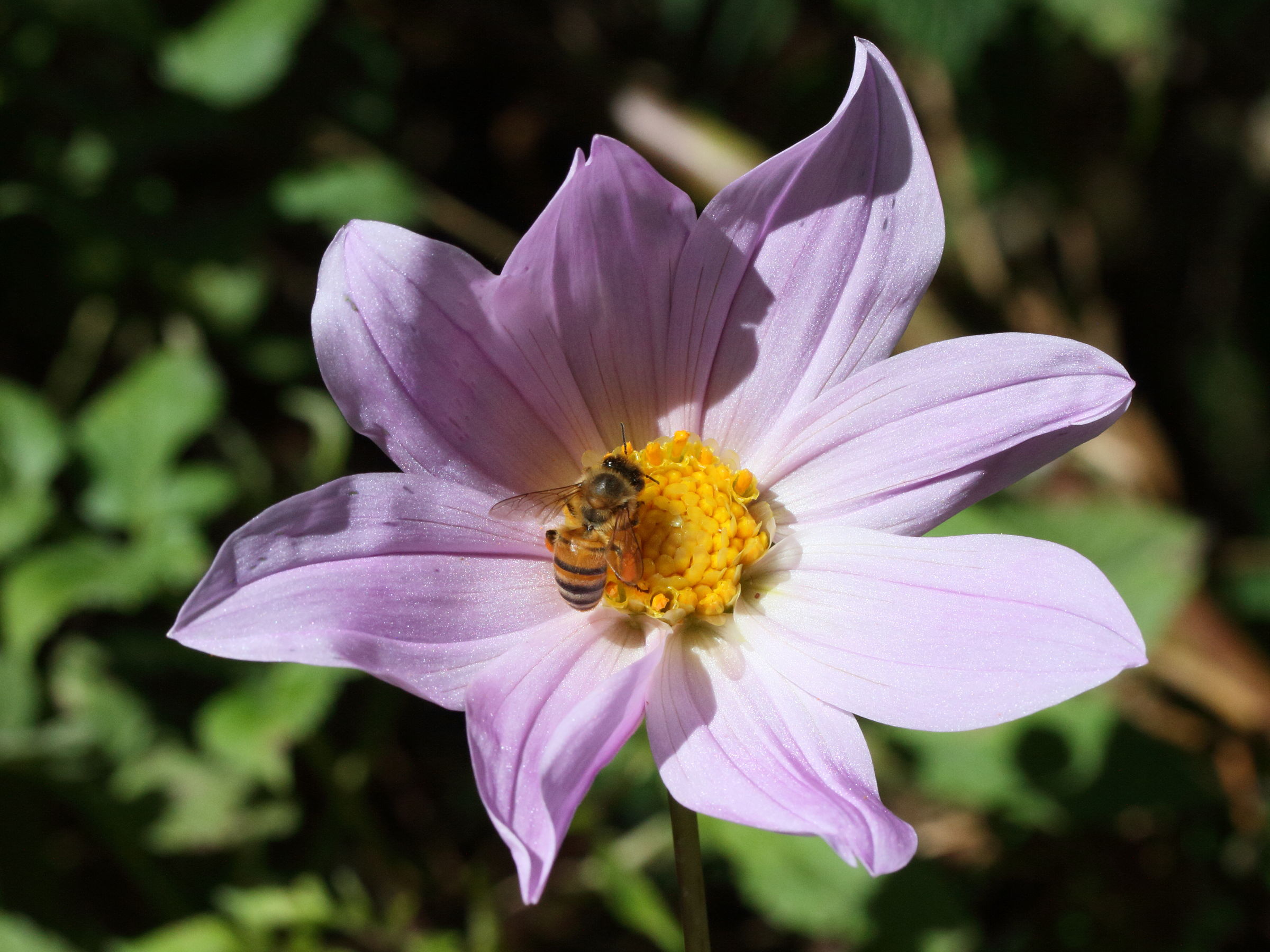 dahlia_imperialis3md