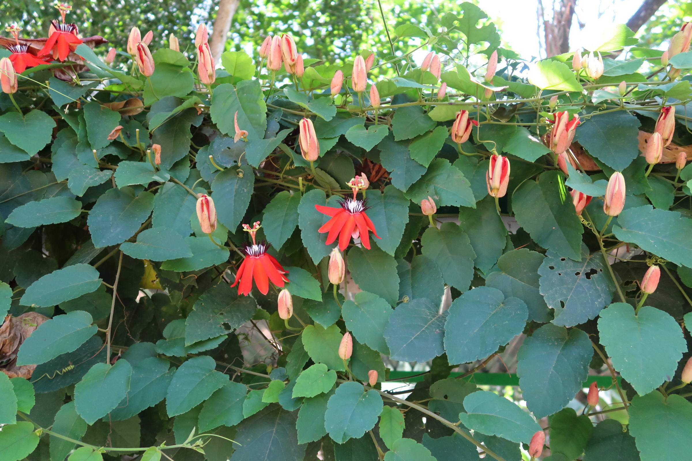 passiflora_miniata1md