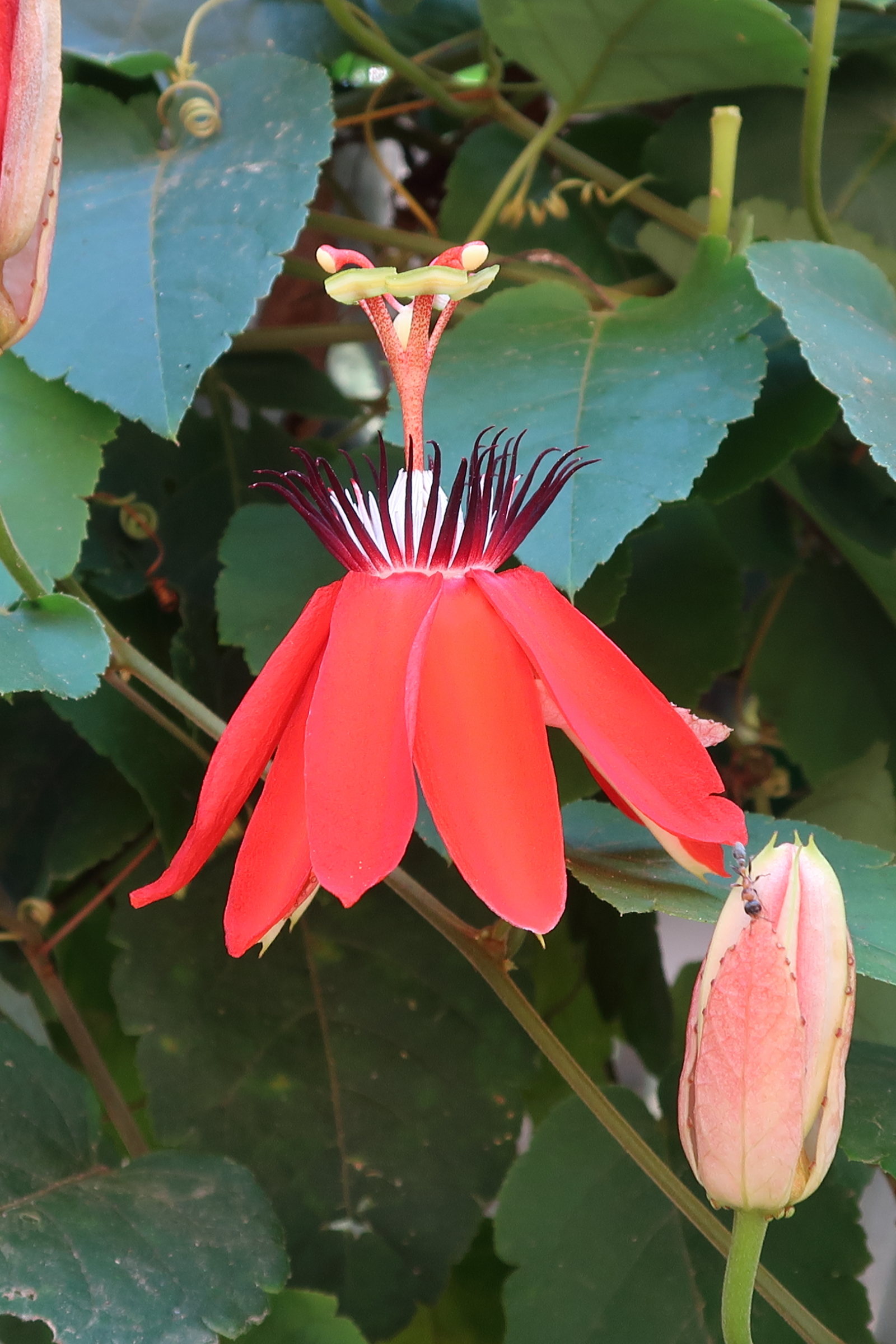 passiflora_miniata2md