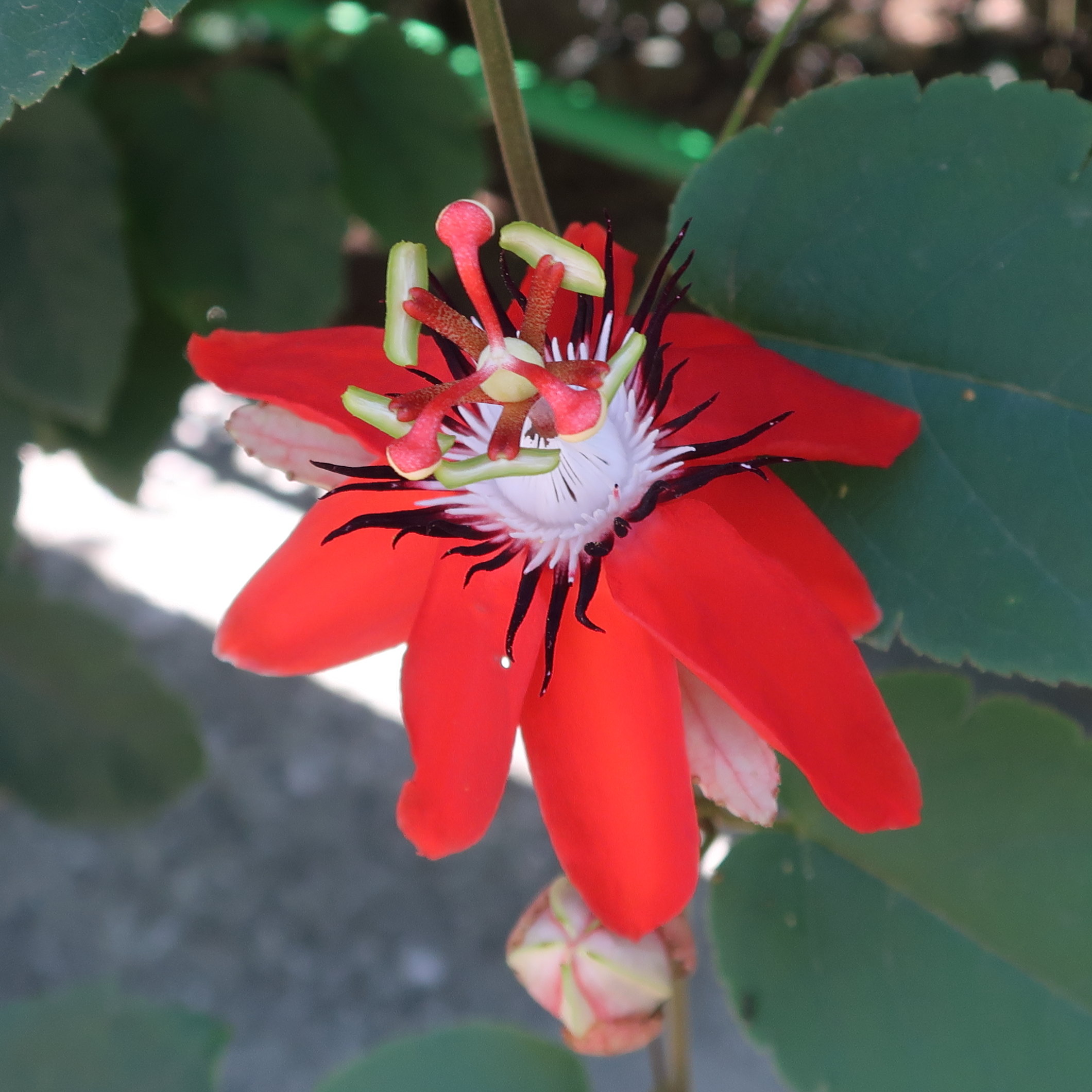 passiflora_miniata3md