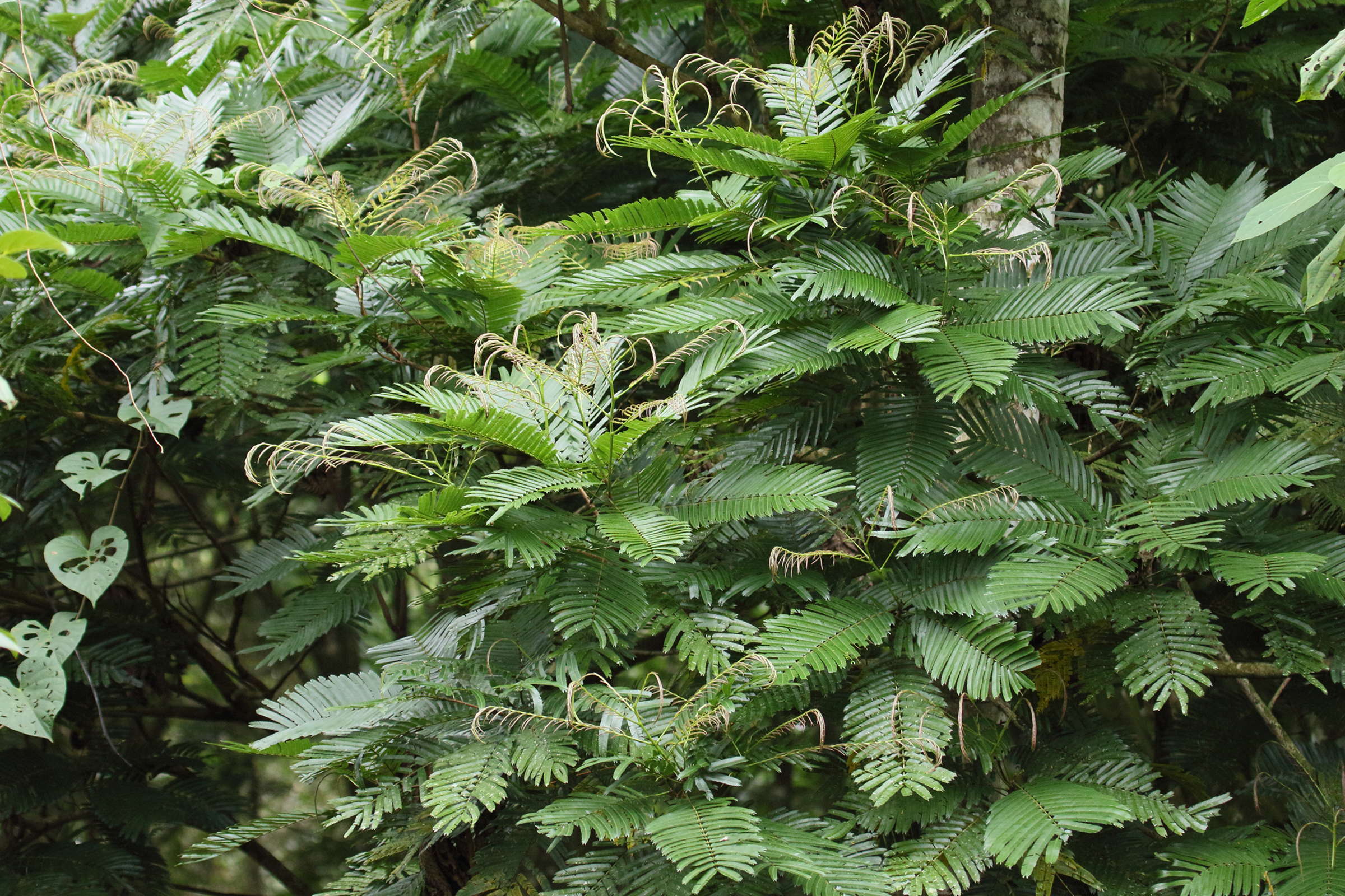 Afficher le média pentaclethra_macroloba5md pentaclethra_macroloba5md