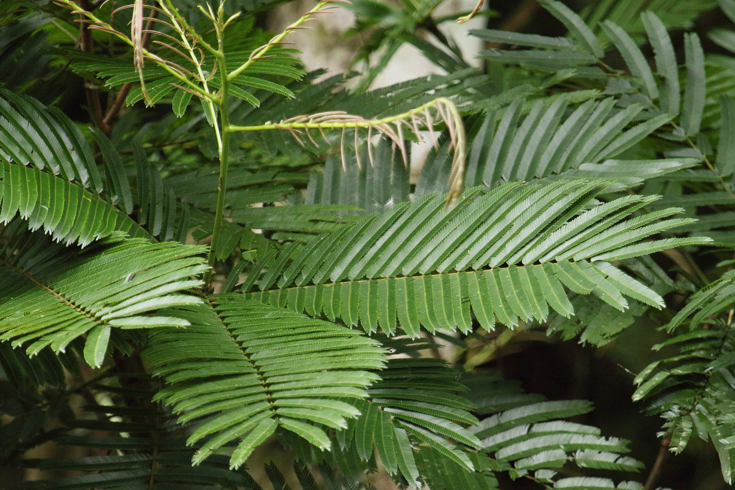 Afficher le média pentaclethra_macroloba6md pentaclethra_macroloba6md