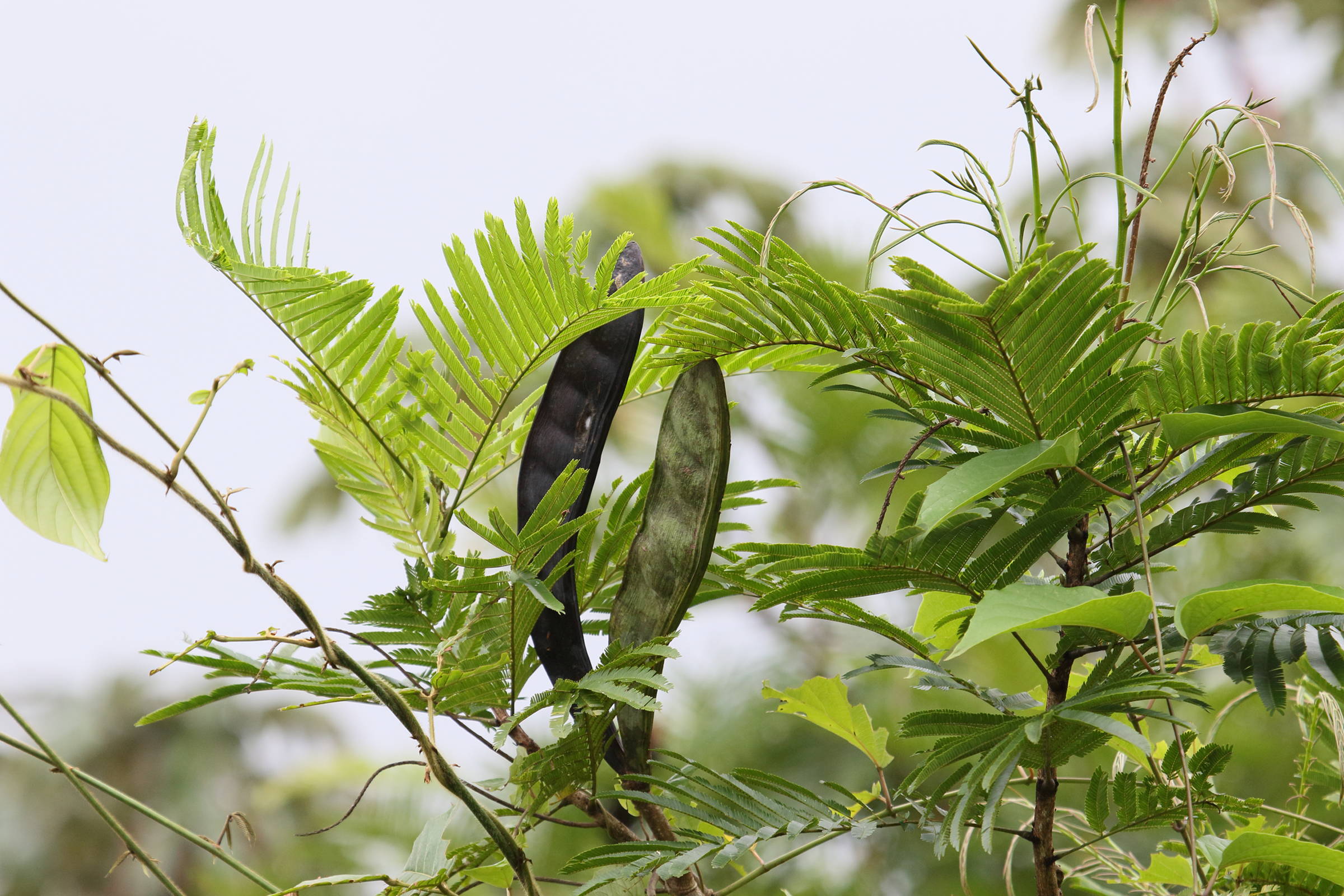 Afficher le média pentaclethra_macroloba7md pentaclethra_macroloba7md