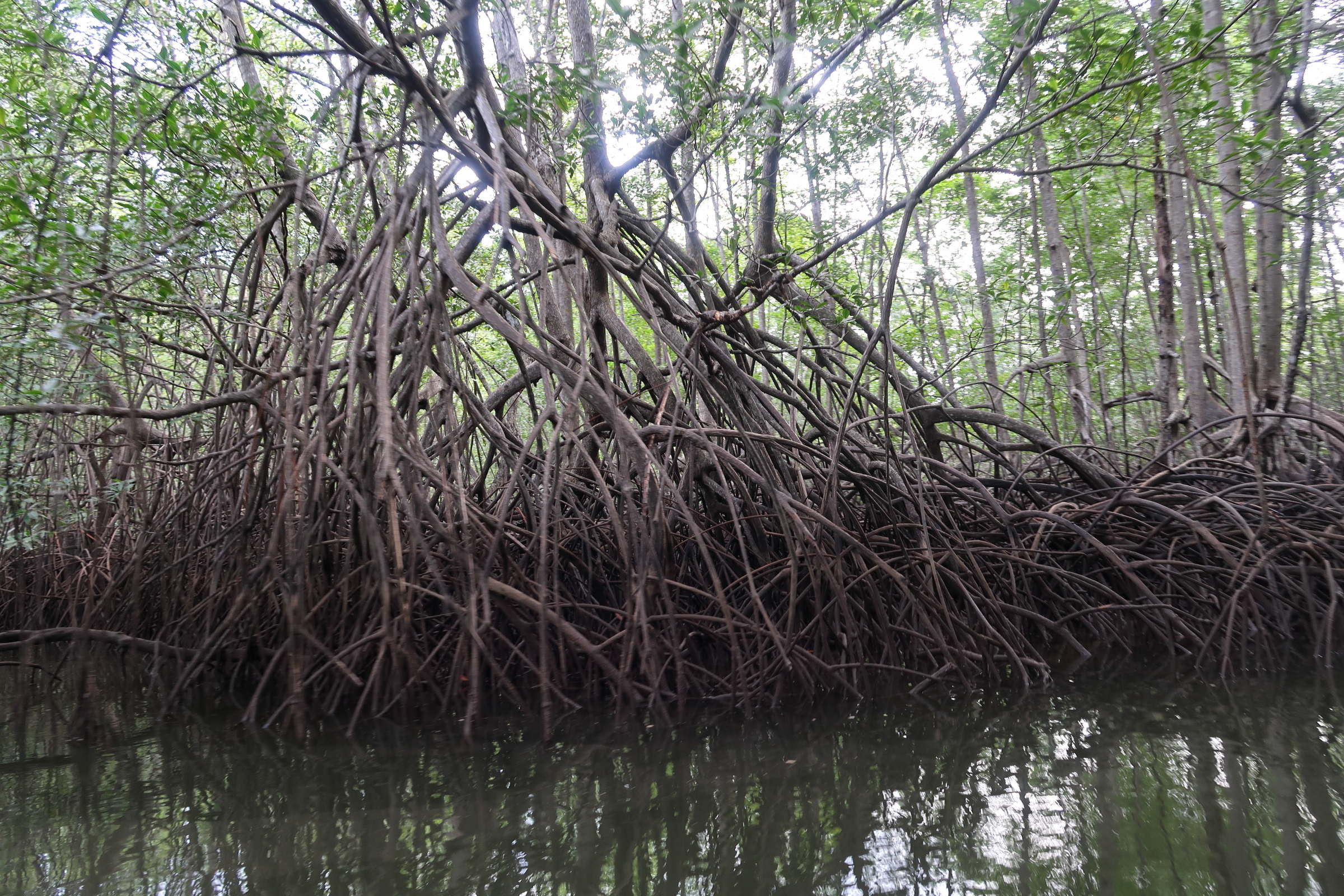 Afficher le média rhizophora_racemosa1md rhizophora_racemosa1md