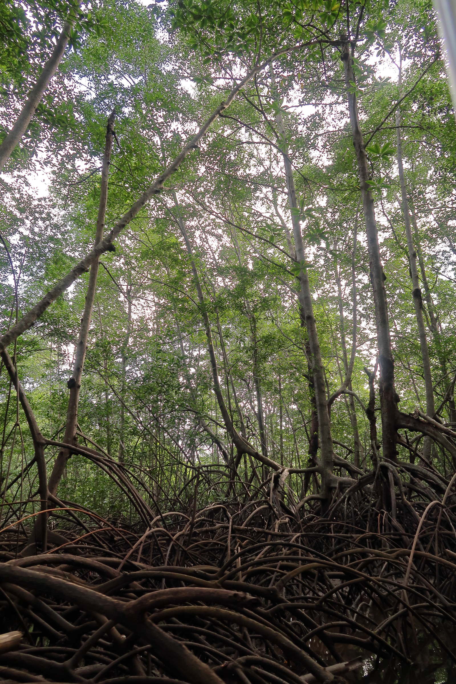 Afficher le média rhizophora_racemosa2md rhizophora_racemosa2md