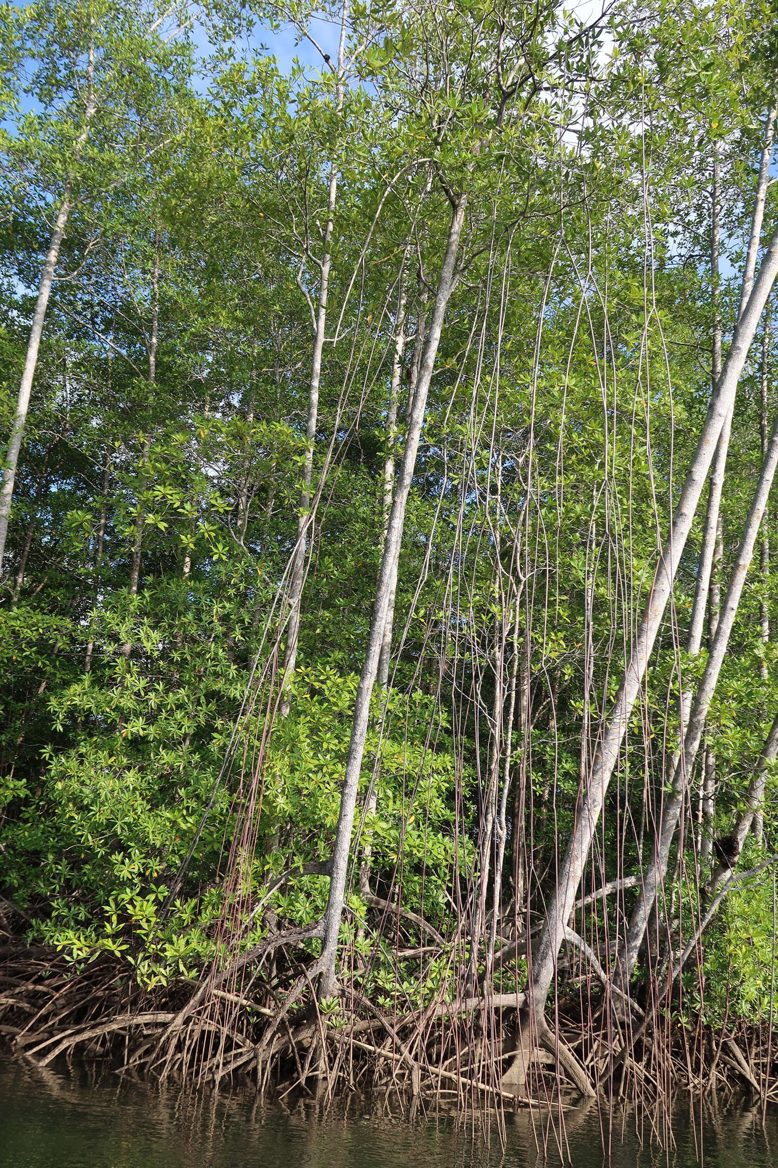 Afficher le média rhizophora_racemosa3md rhizophora_racemosa3md