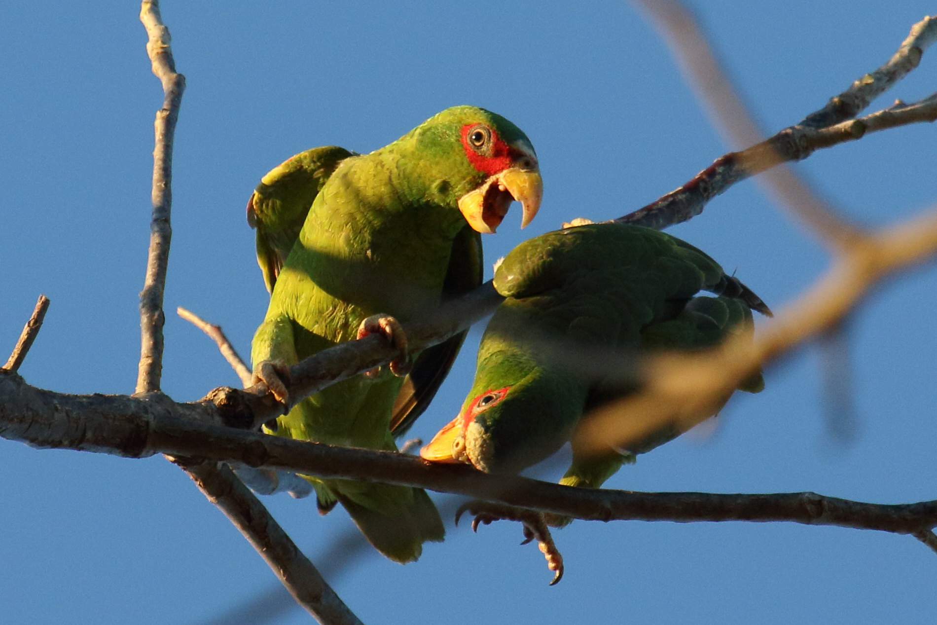amazone_a_front_blanc_-_amazona_albifrons2md