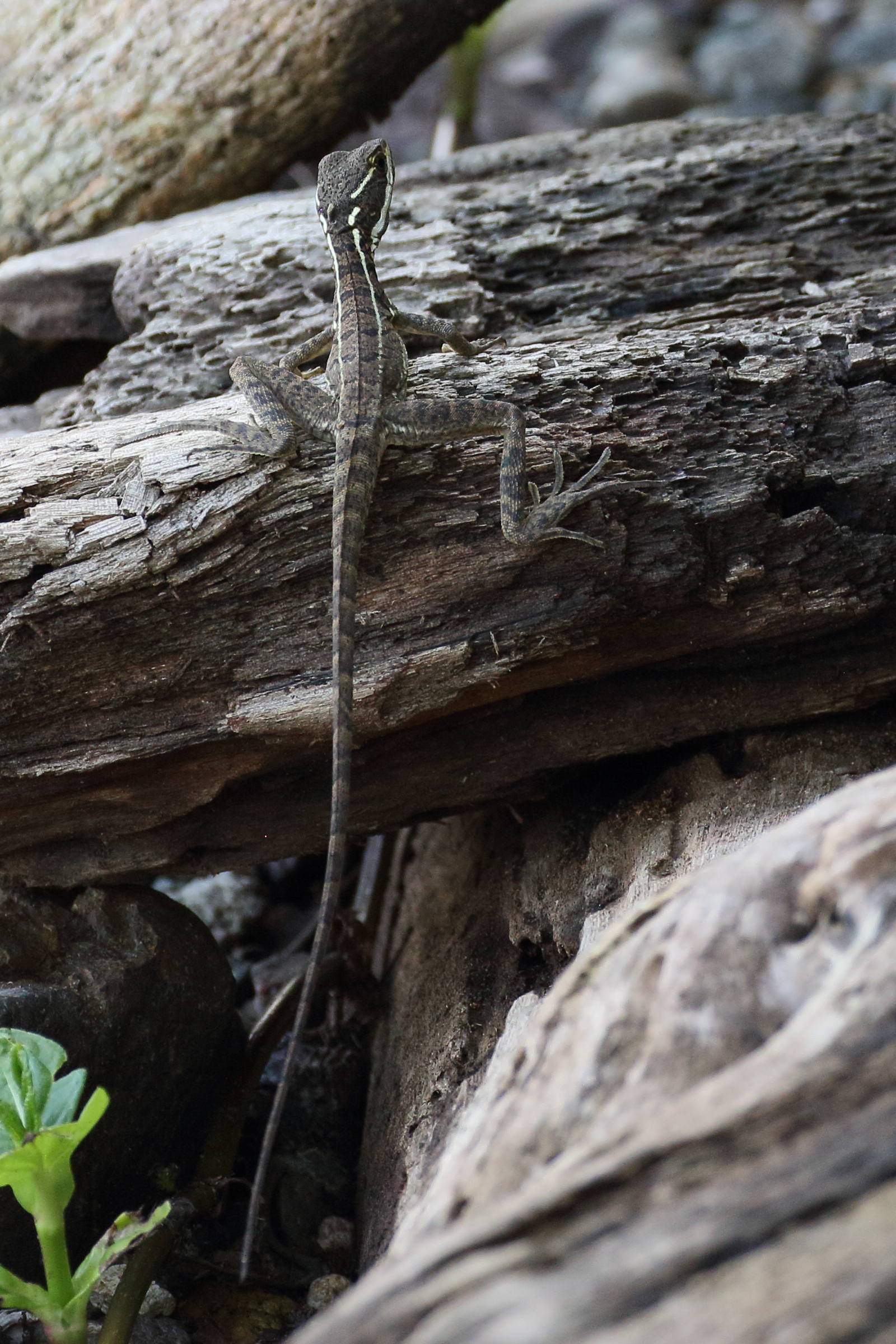 basiliscus_basiliscus6bd