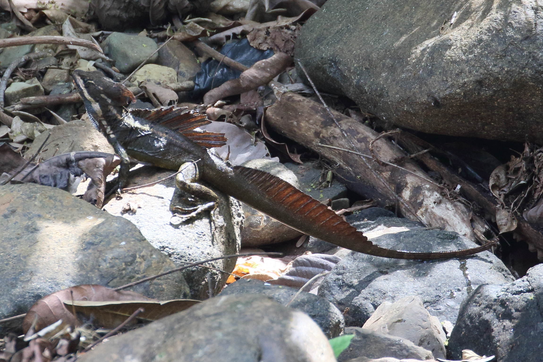 basiliscus_basiliscus7bd