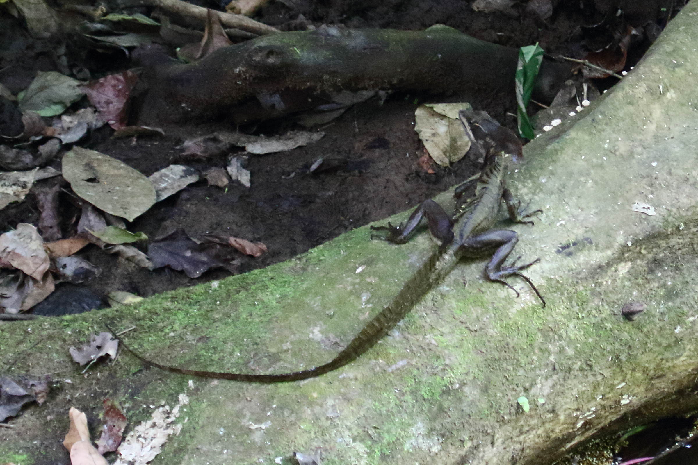 basiliscus_basiliscus8md