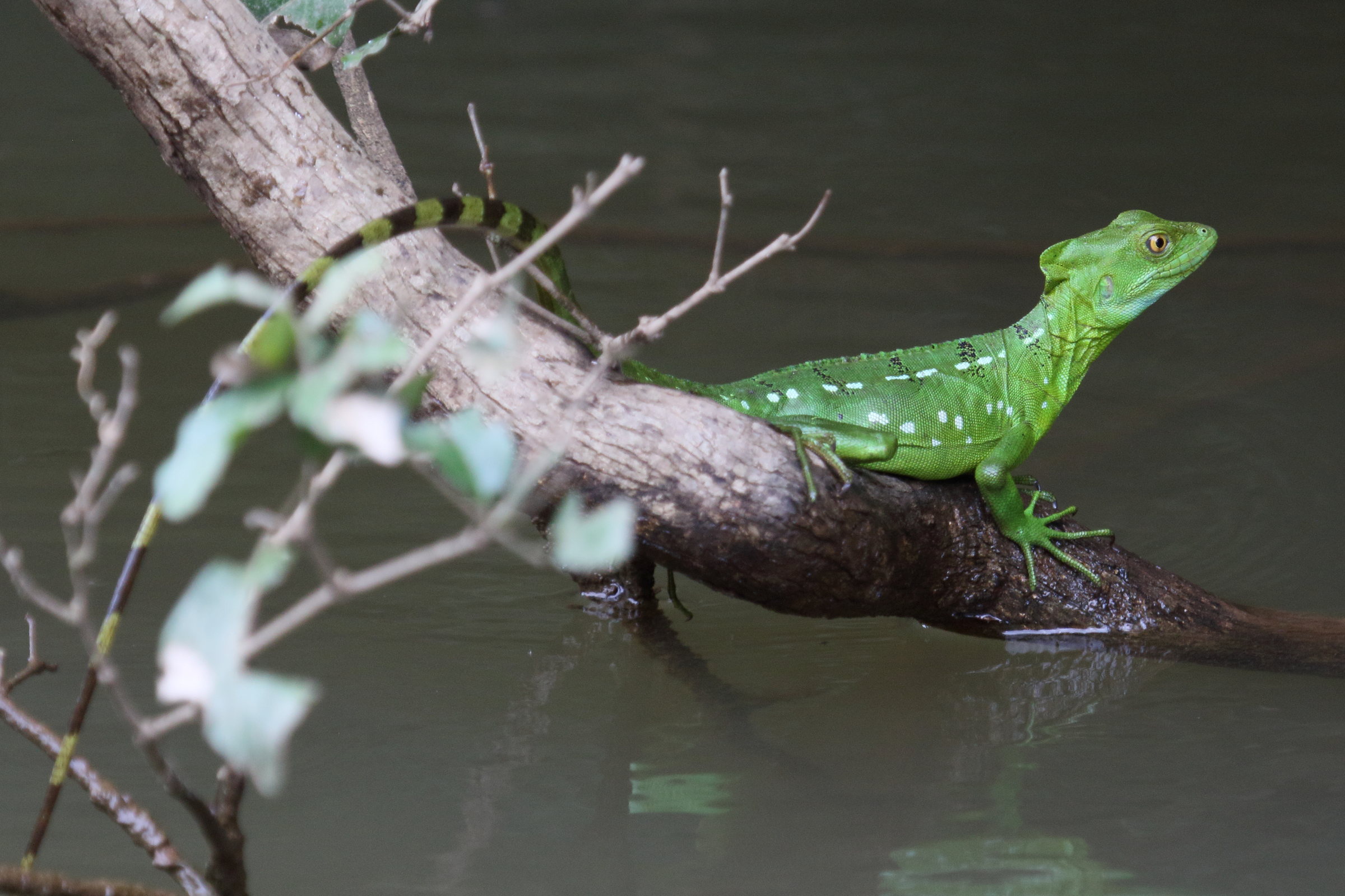 Afficher le média basiliscus_plumifrons8md basiliscus_plumifrons8md