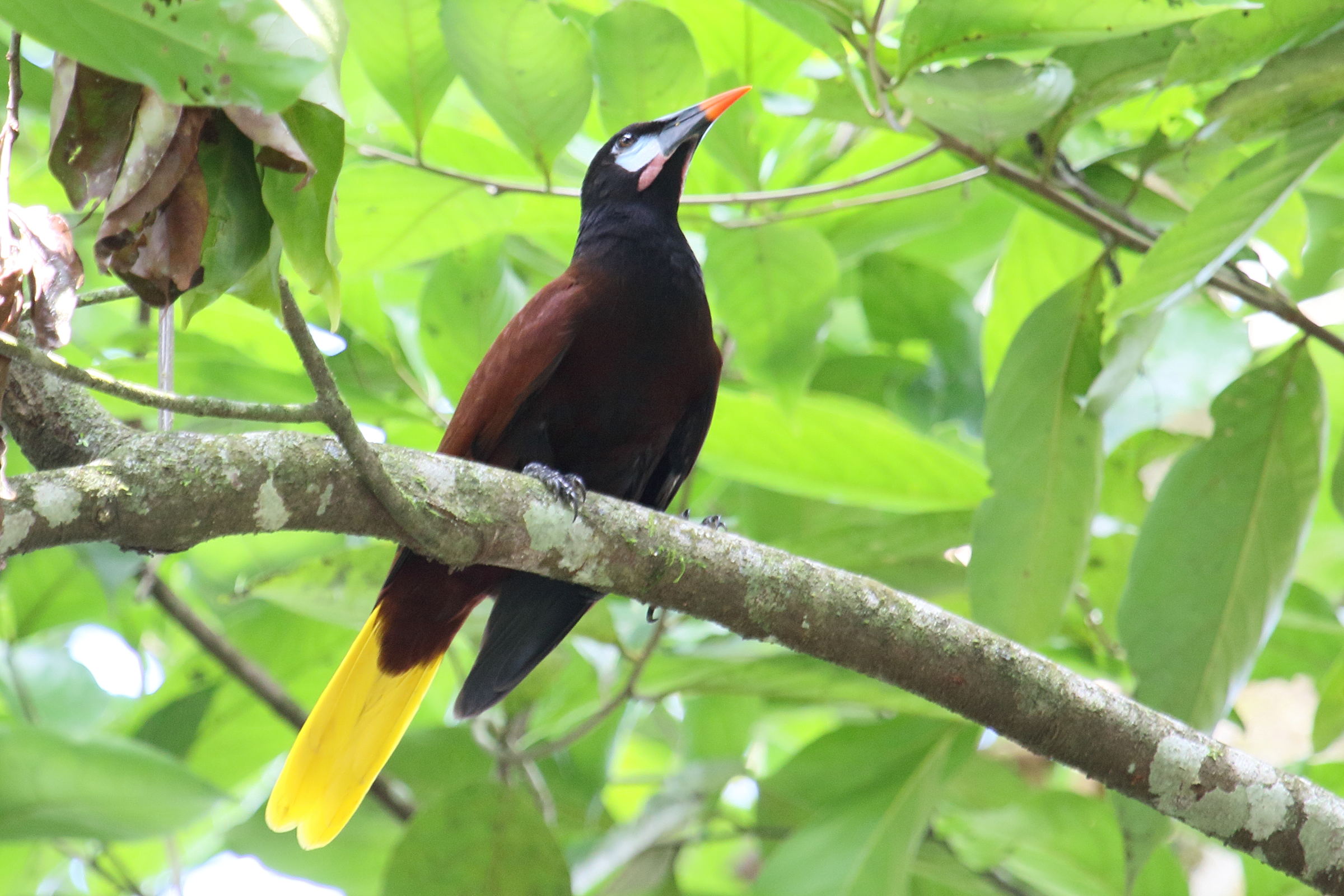 cassique_de_montezuma_-_psarocolius_montezuma10md