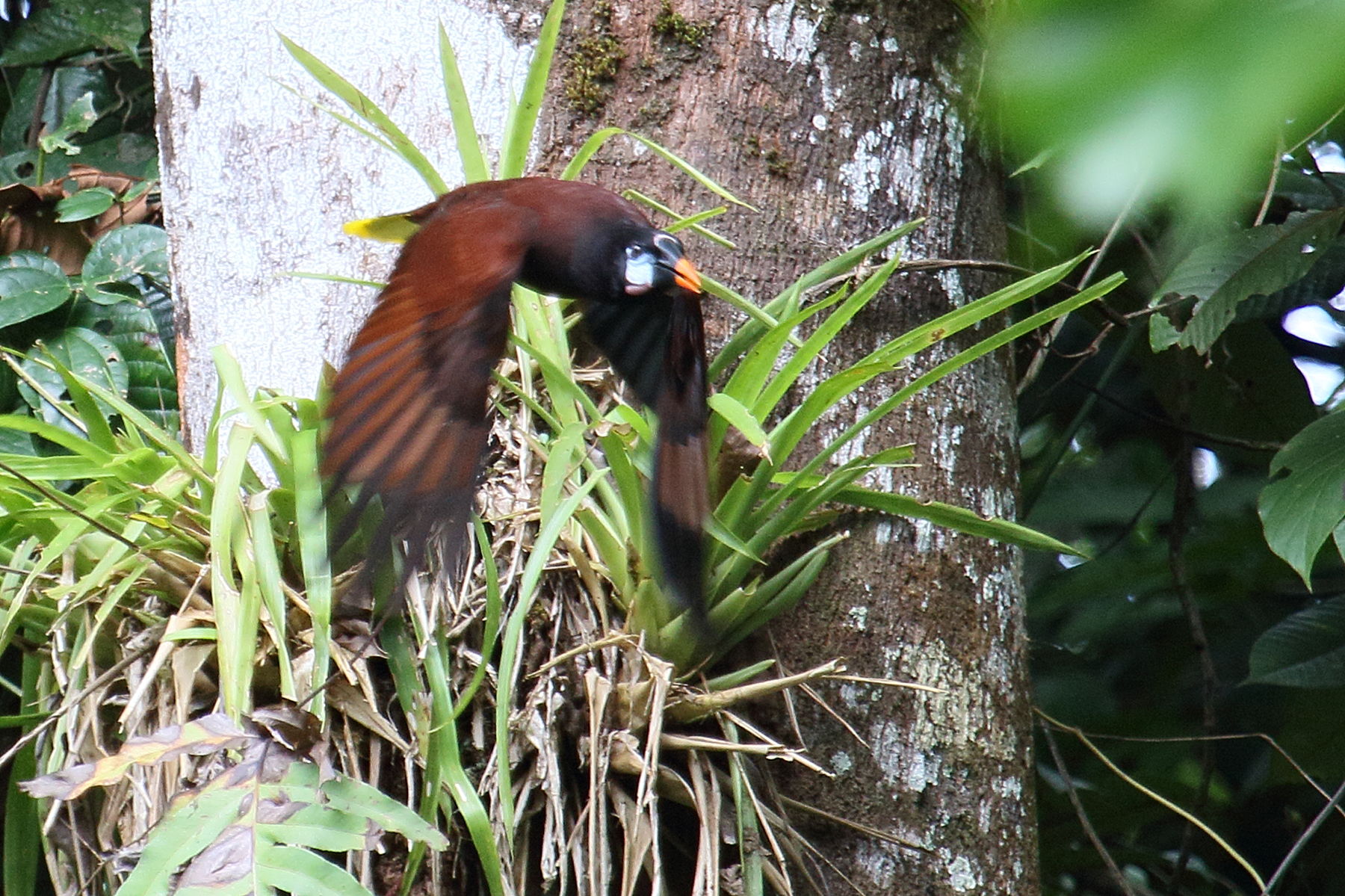 cassique_de_montezuma_-_psarocolius_montezuma9md