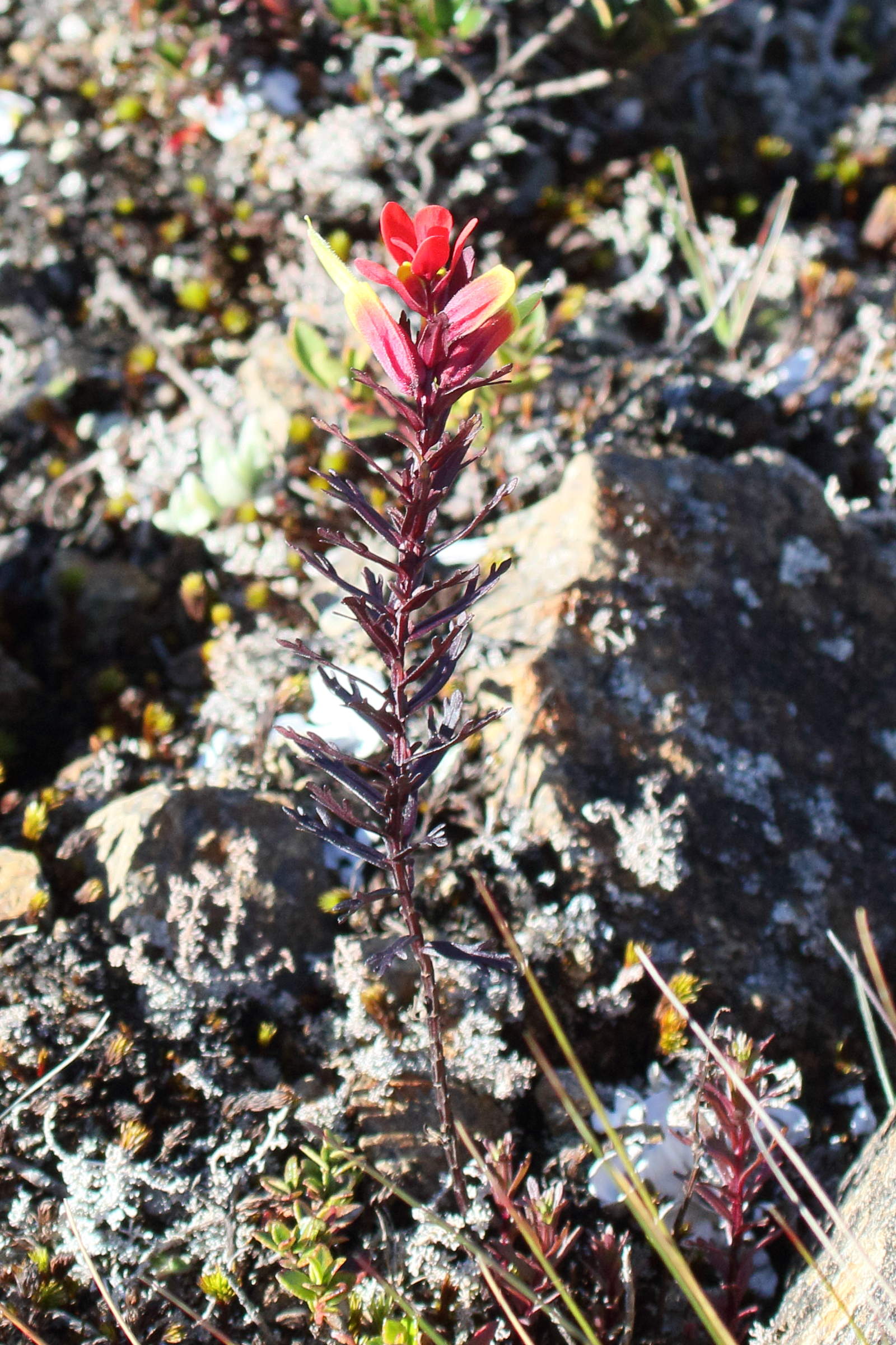 Afficher le média castilleja_irasuensis4md castilleja_irasuensis4md