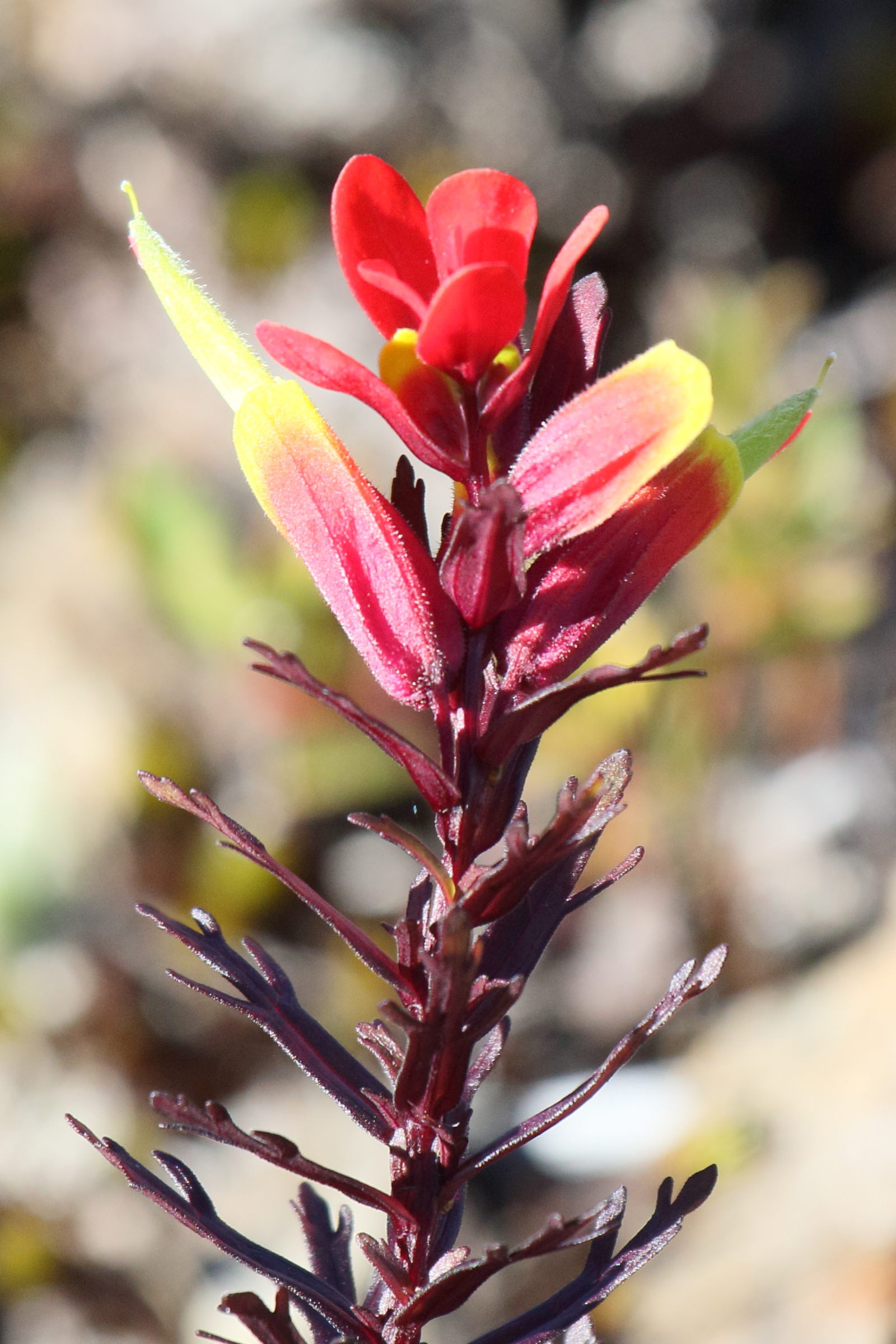 Afficher le média castilleja_irasuensis5md castilleja_irasuensis5md