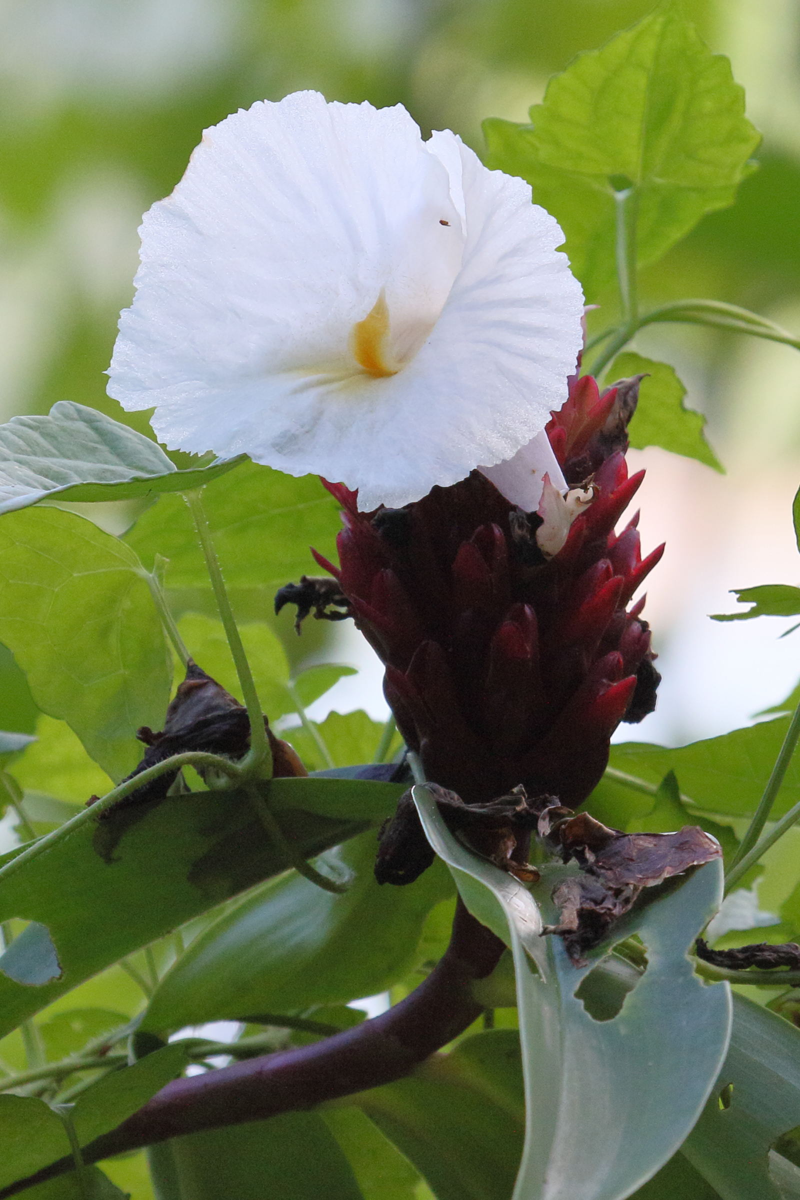 cheilocostus_speciosus5md