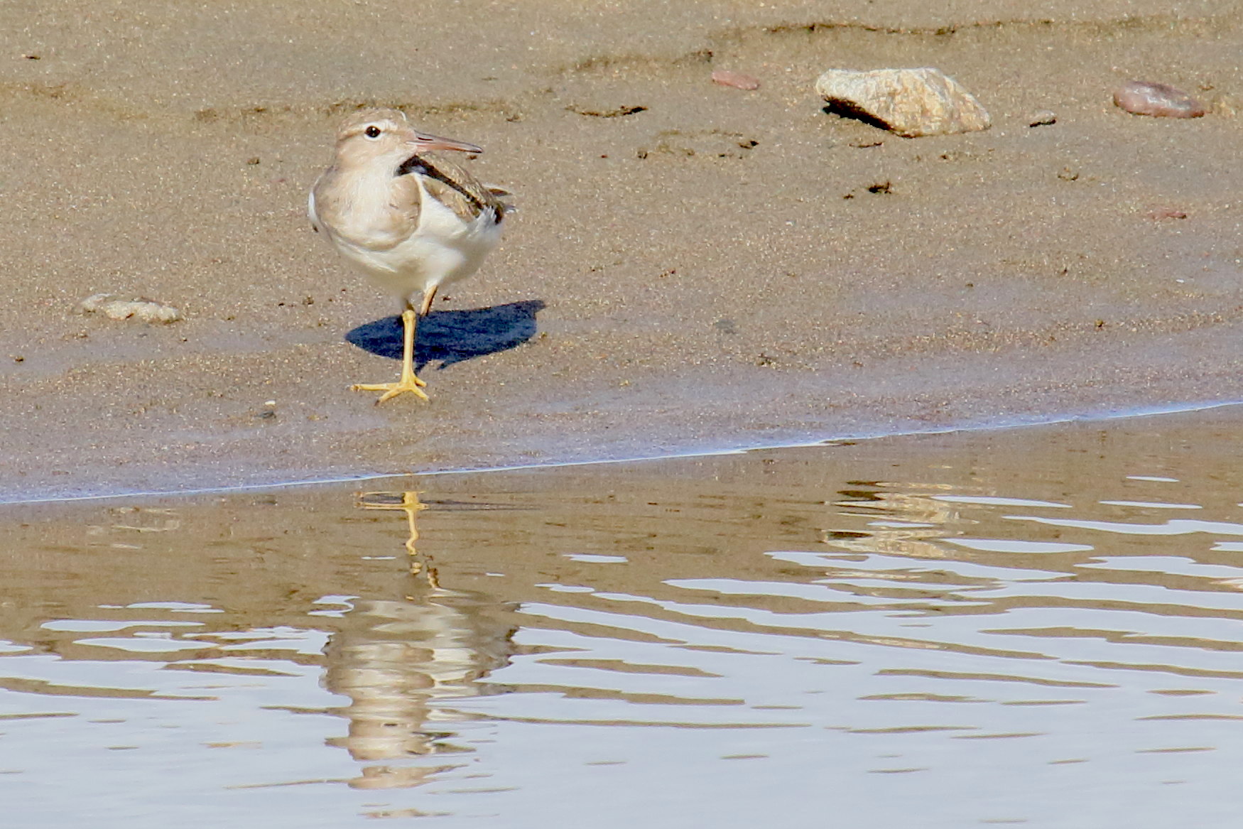 chevalier_grivele_-_actitis_macularius7md